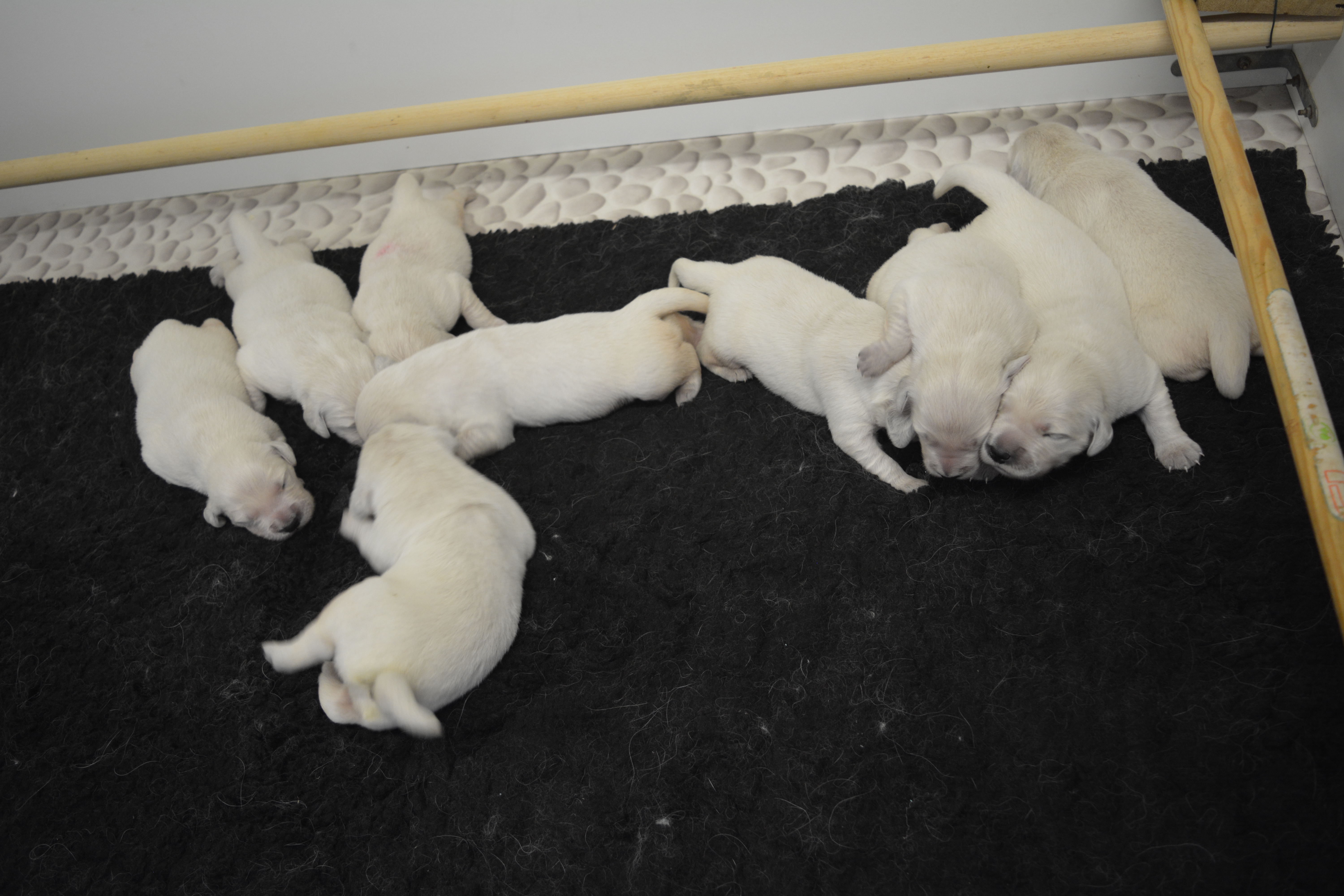 Les chiots à 8 jours