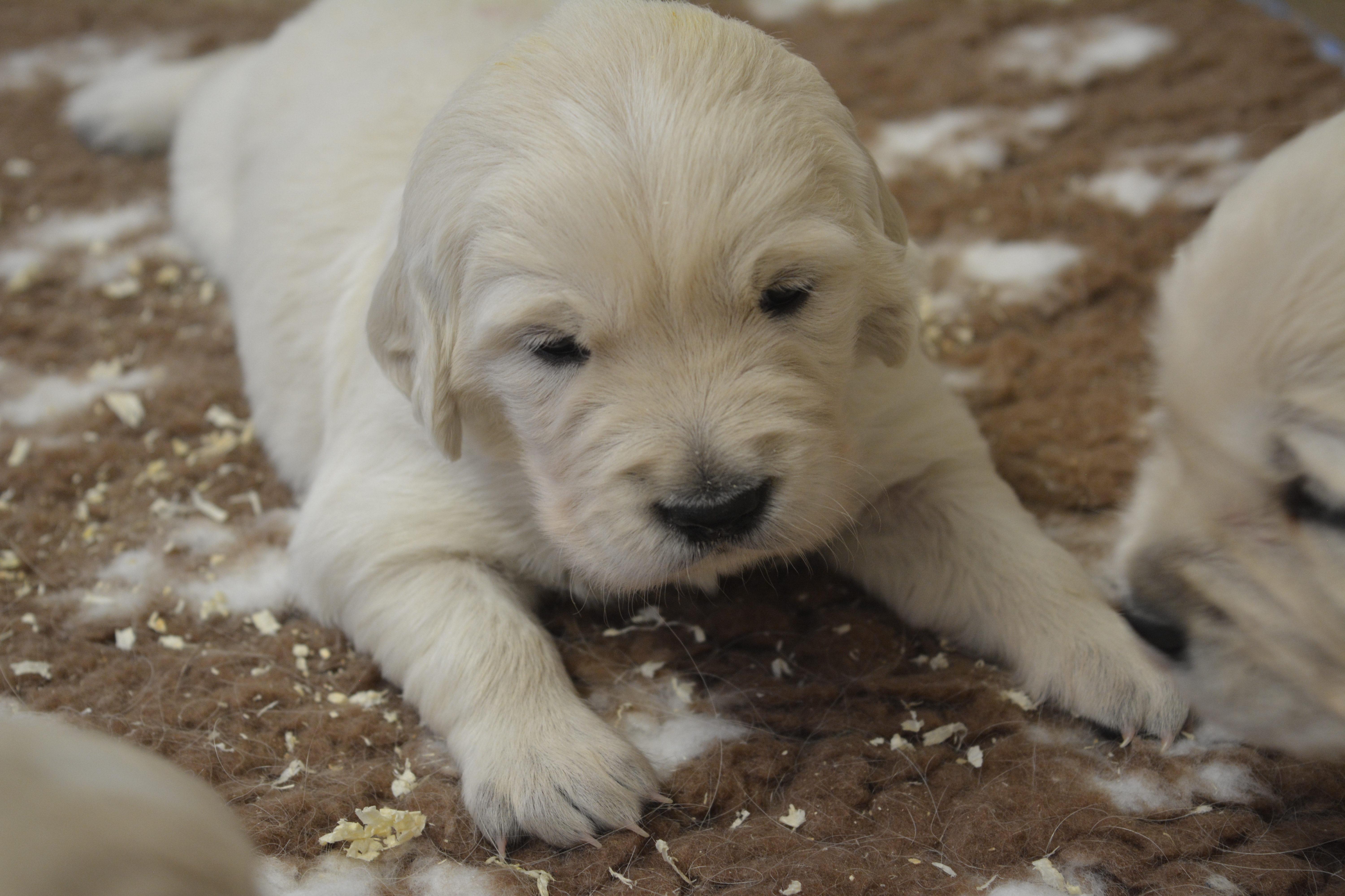 Les chiots à 23 jours