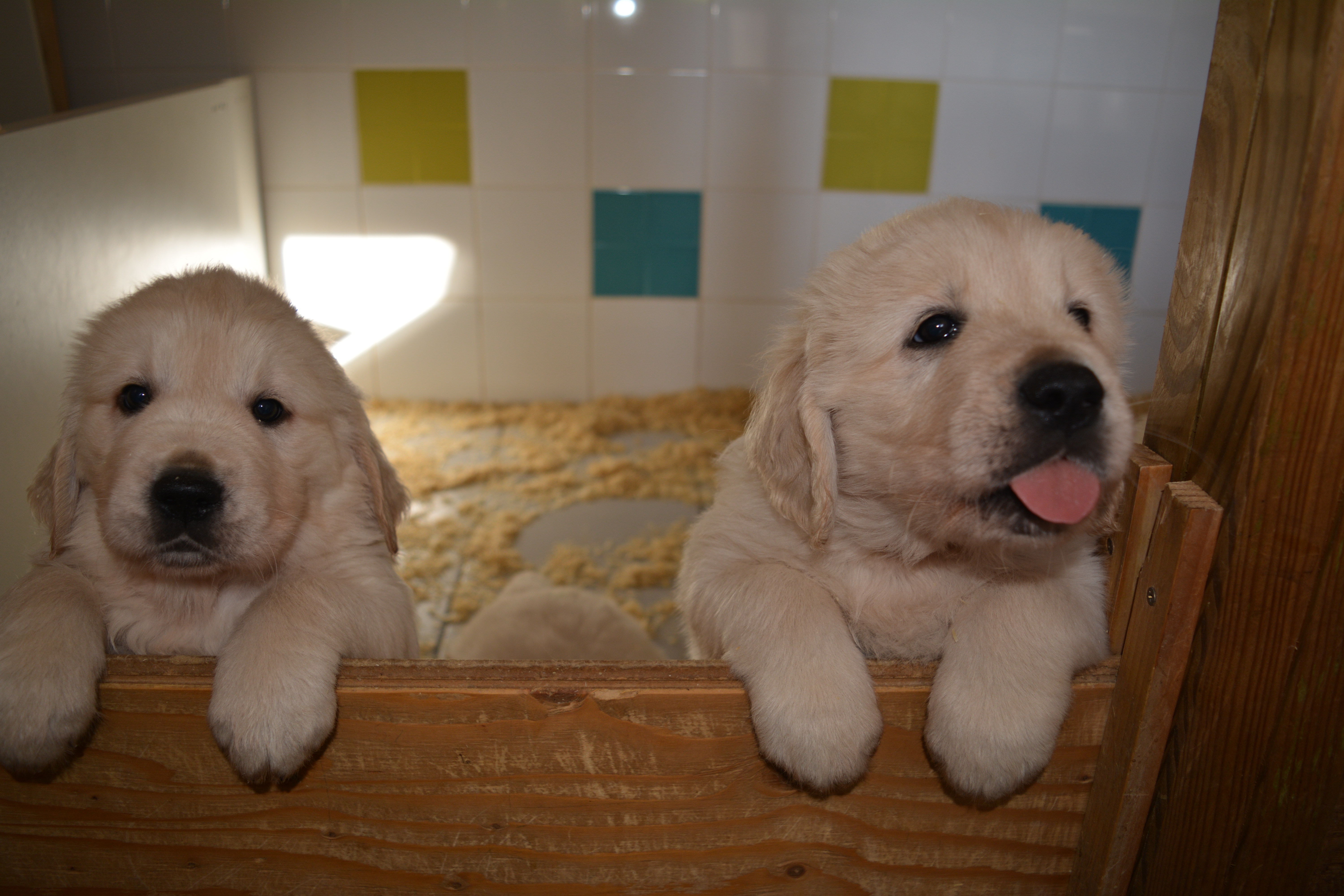 Les chiots à 6 semaines