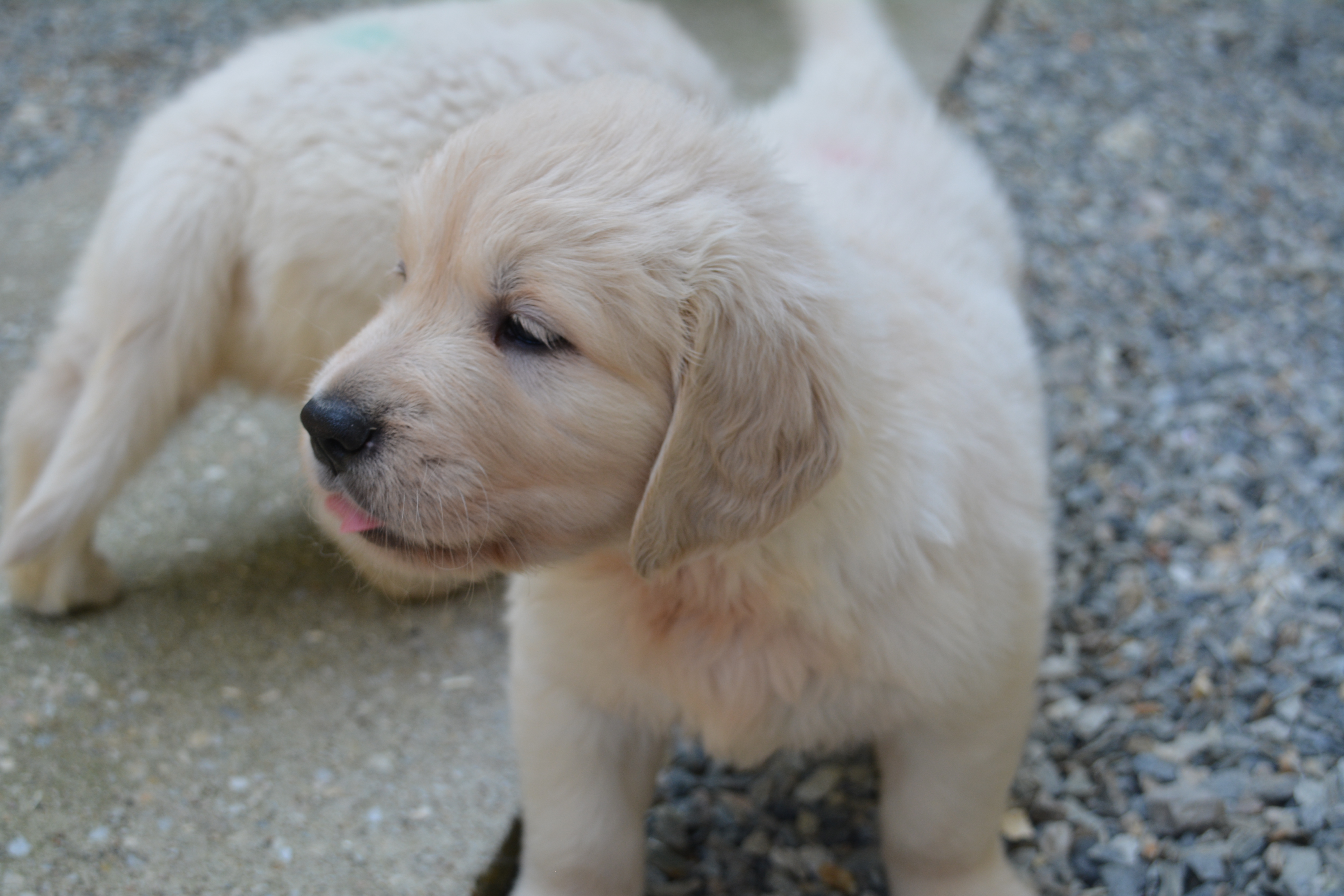 Les chiots à 41 jours
