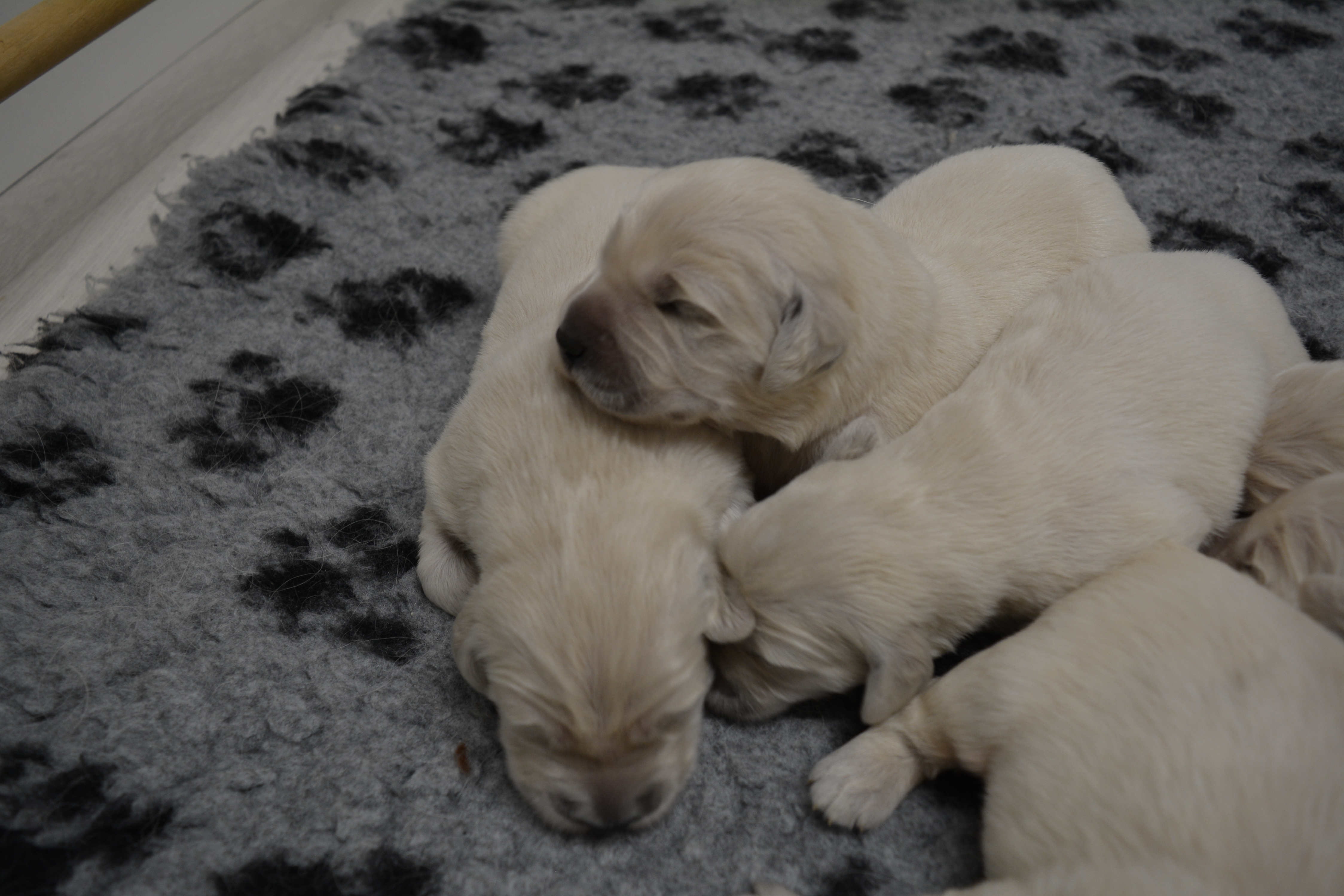 Les chiots à 10 jours