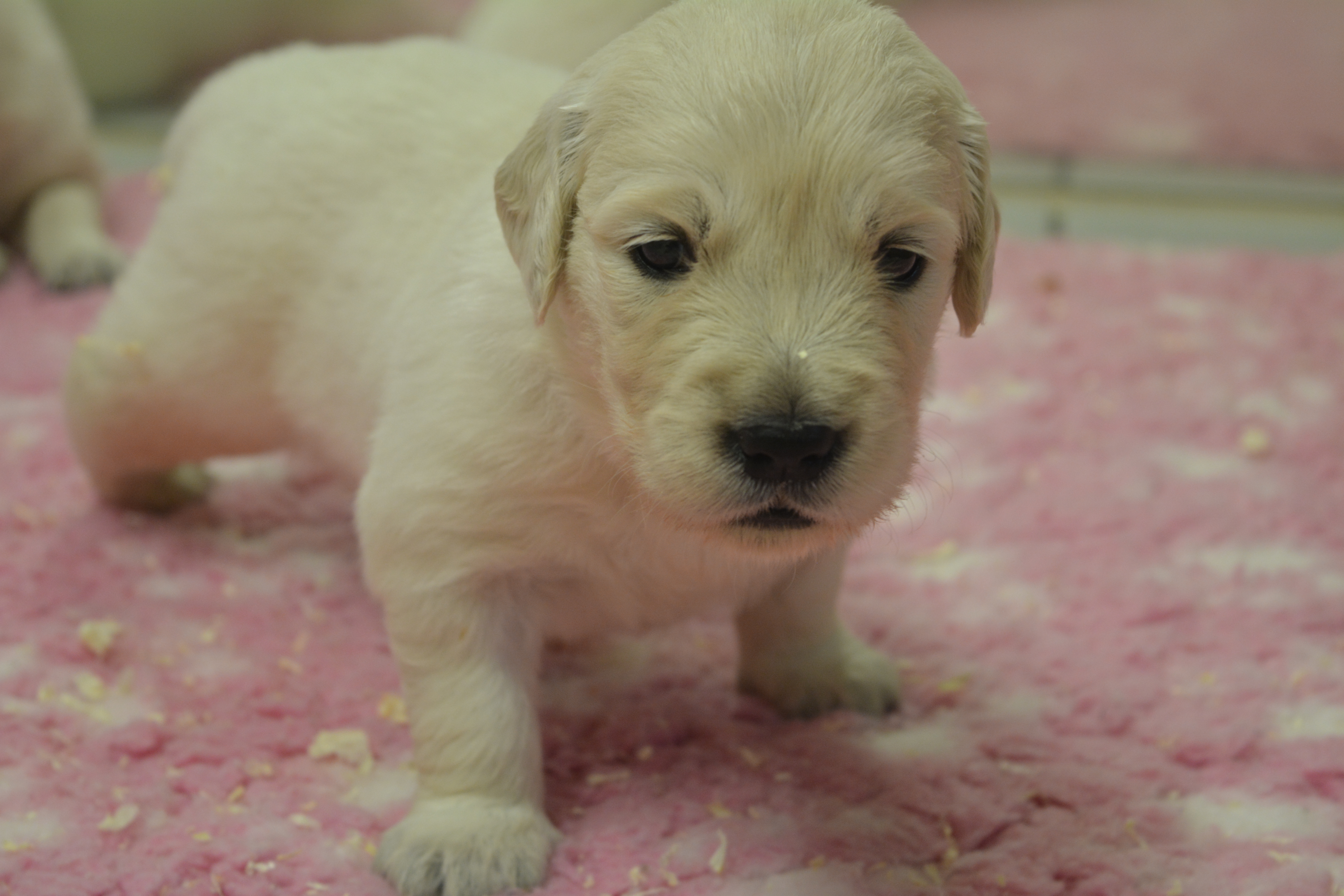 Les chiots à 22 jours