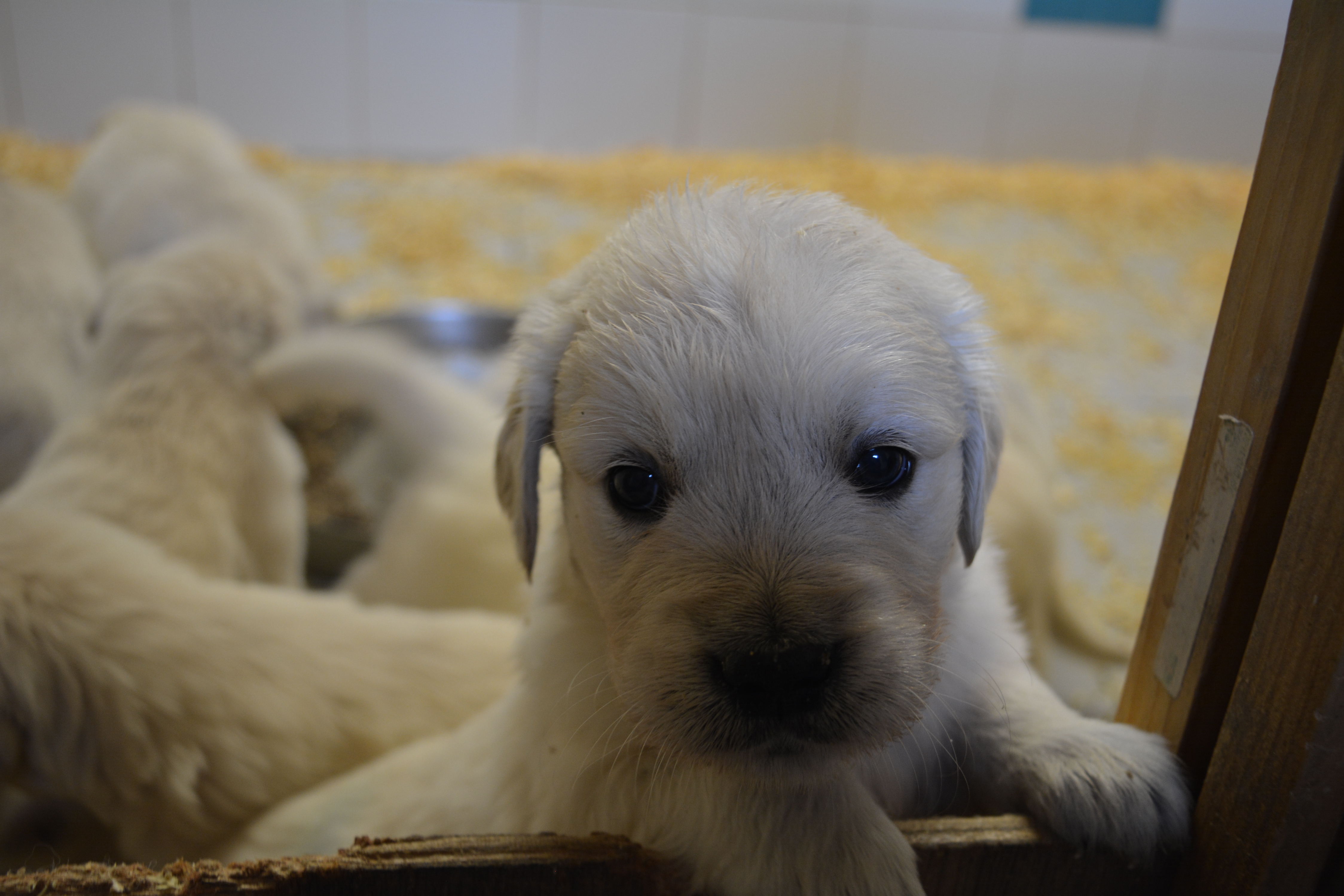 Les chiots à 32 jours