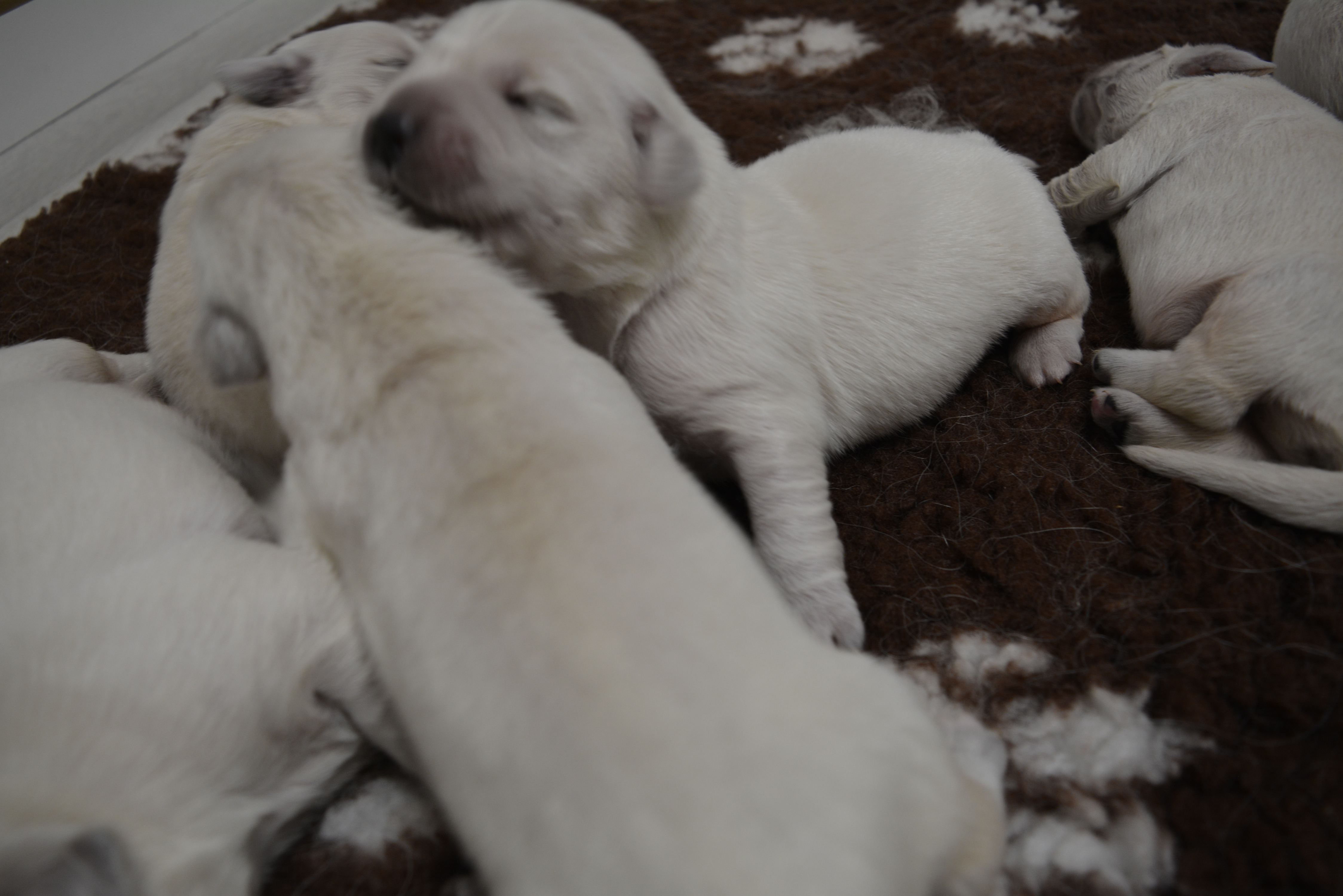 Les chiots à 6 jours