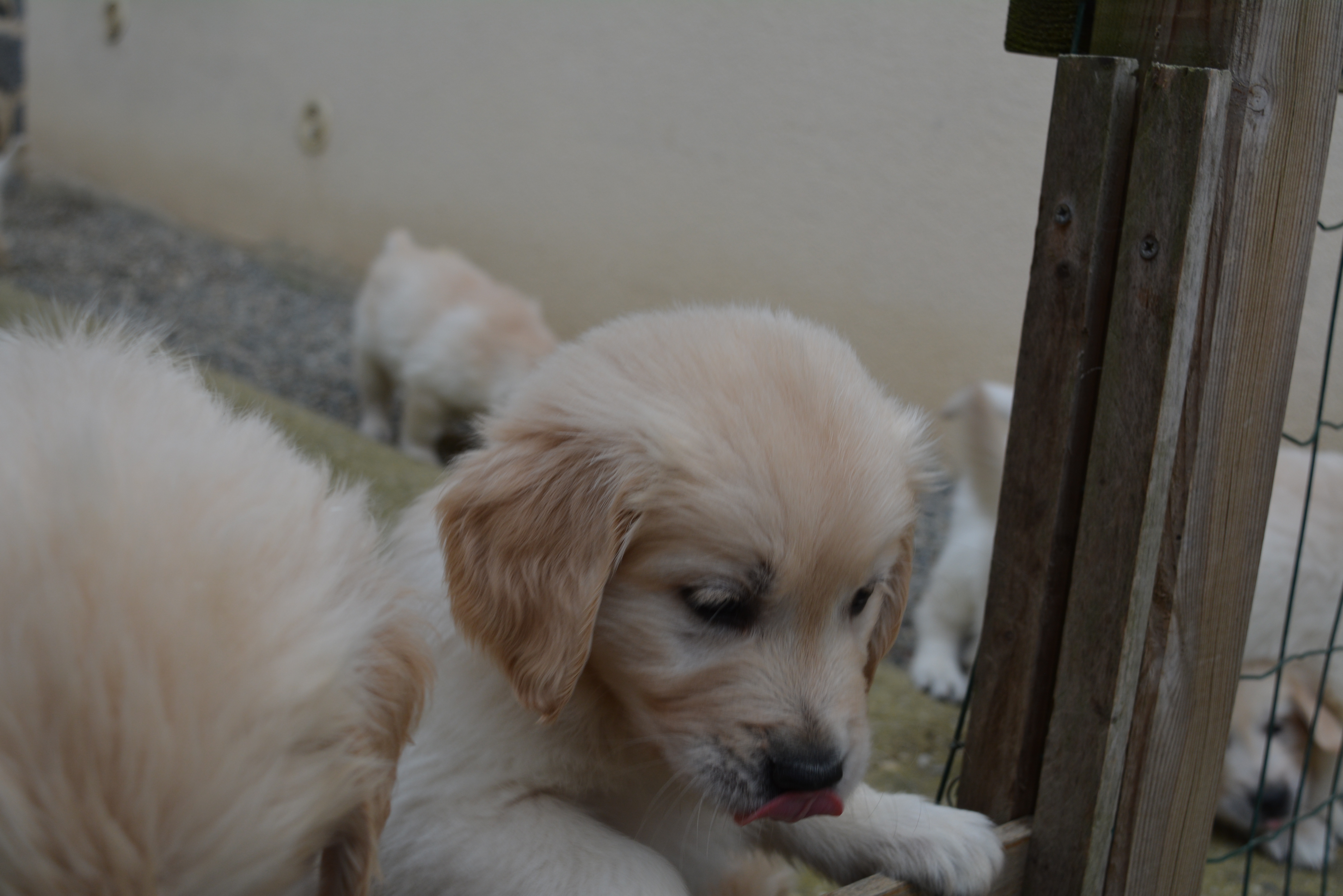 Les chiots à 51 jours
