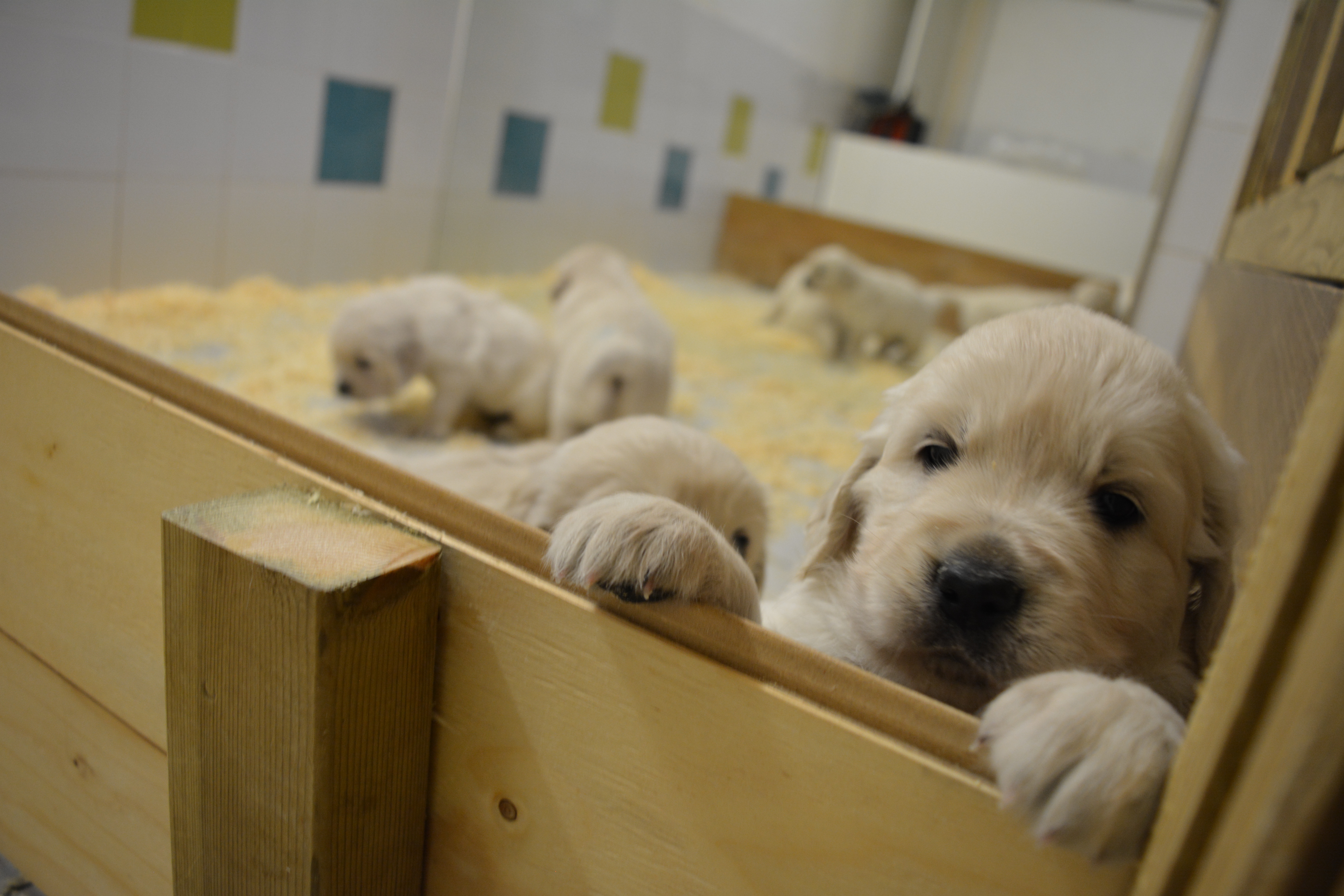 Les chiots à 4 semaines