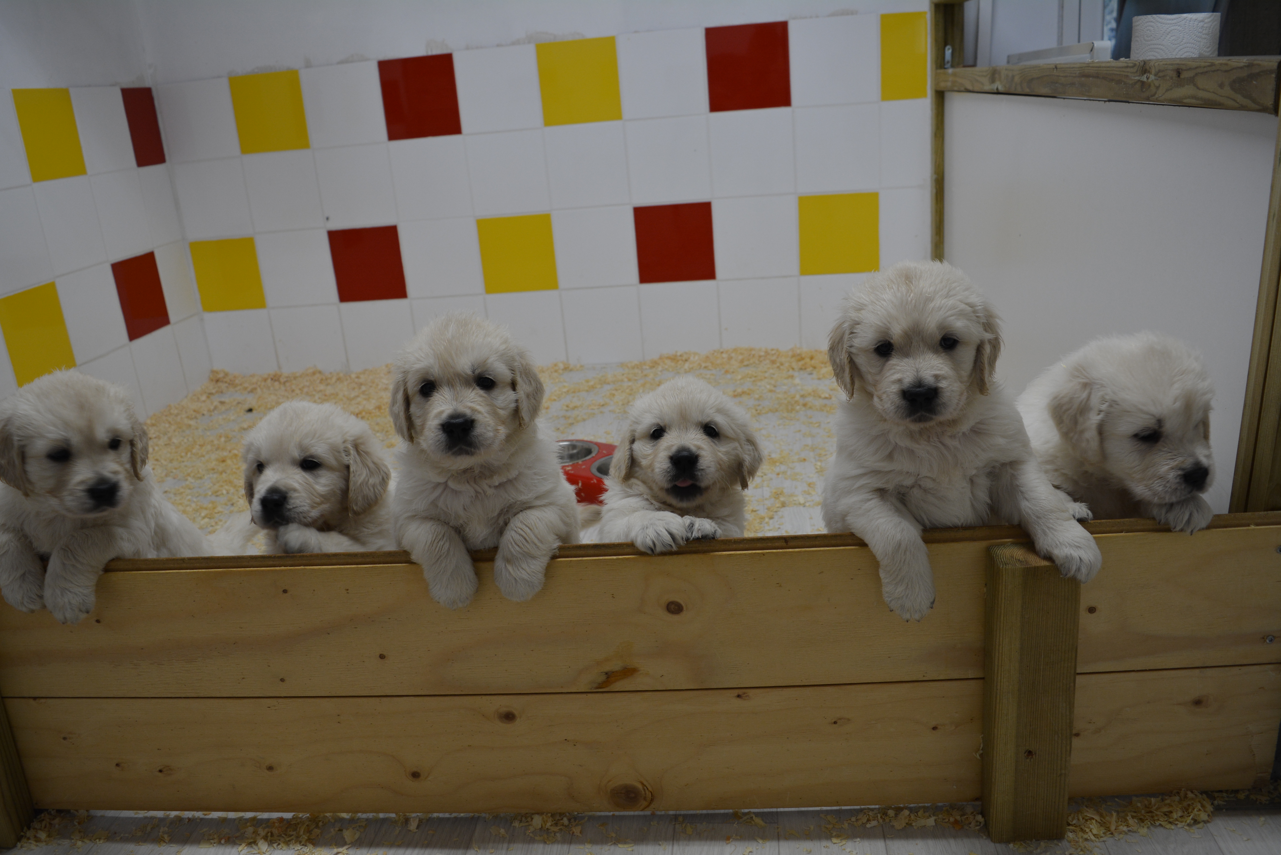 Les chiots à 38 jours