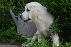 Molly Enjoy 3 mois