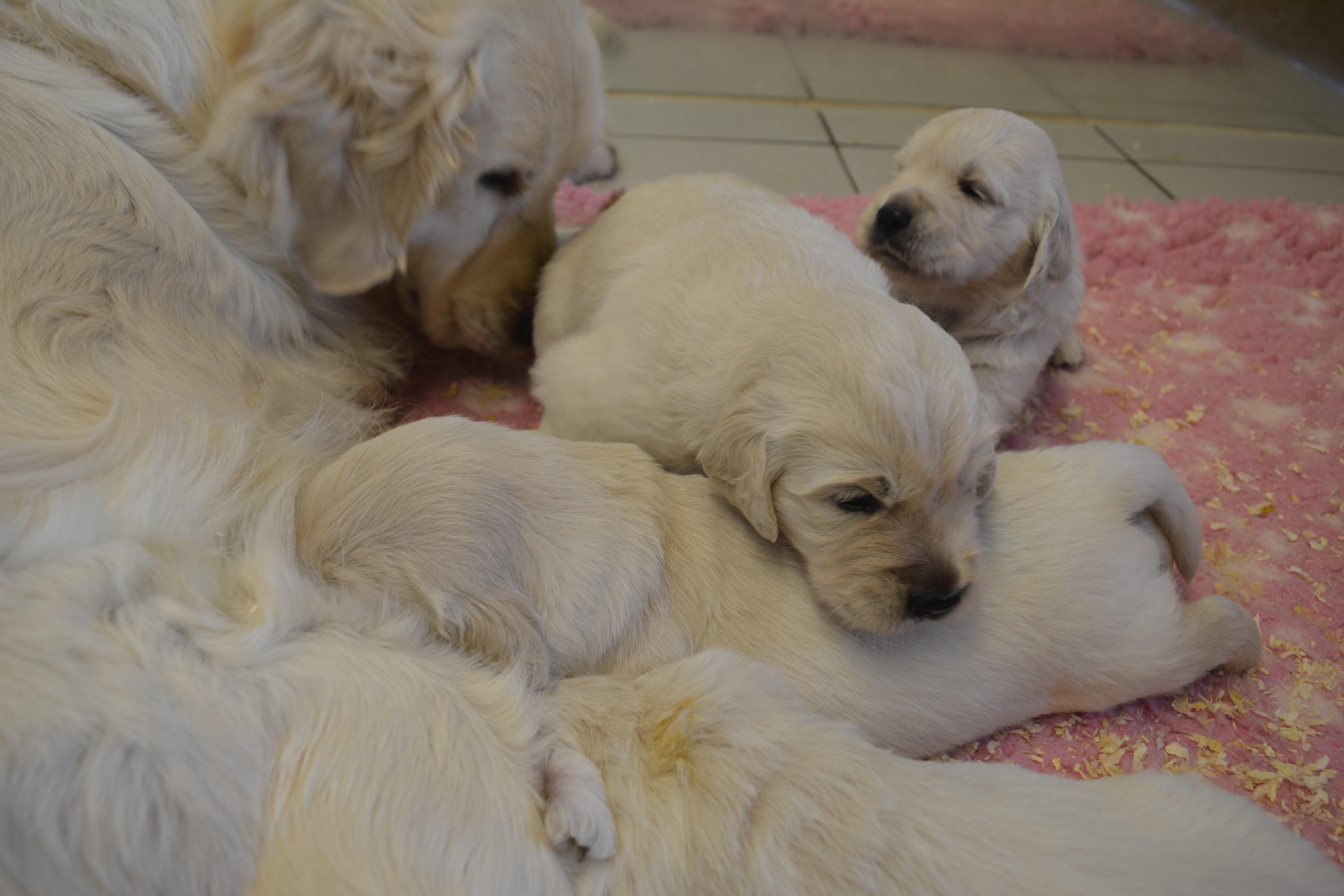 Les chiots à 23 jours
