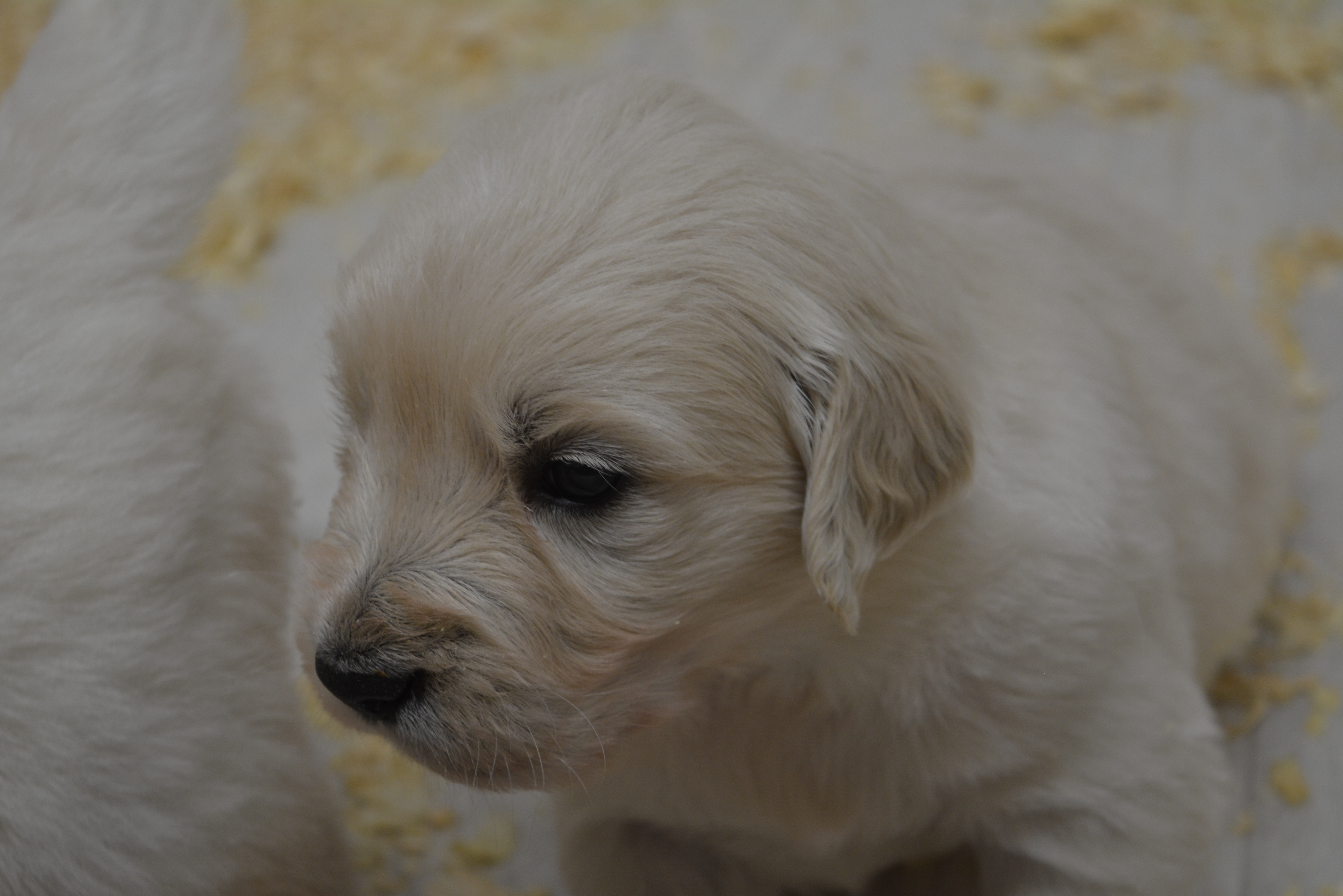 Les chiots à 23 jours