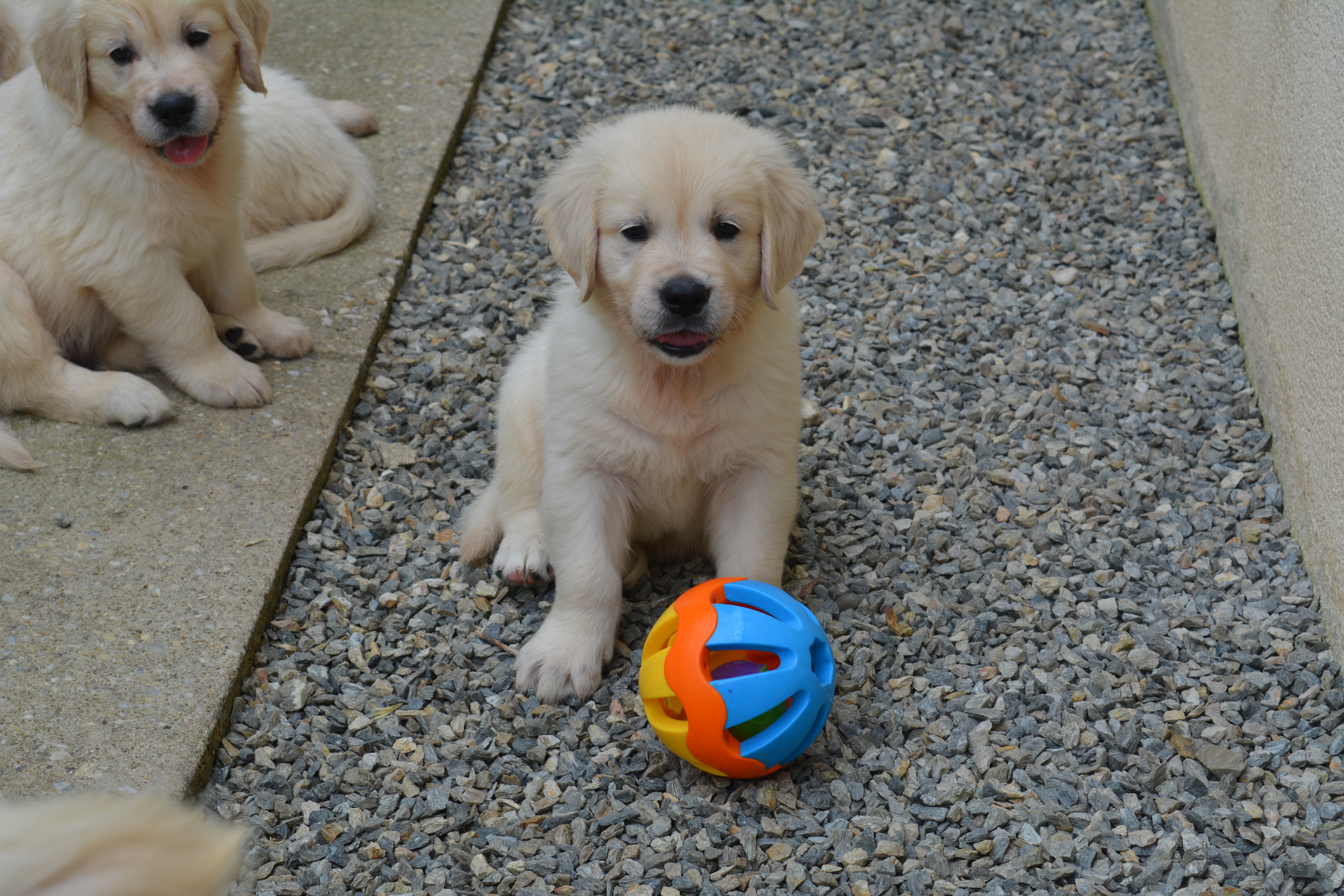 Les chiots à 47 jours
