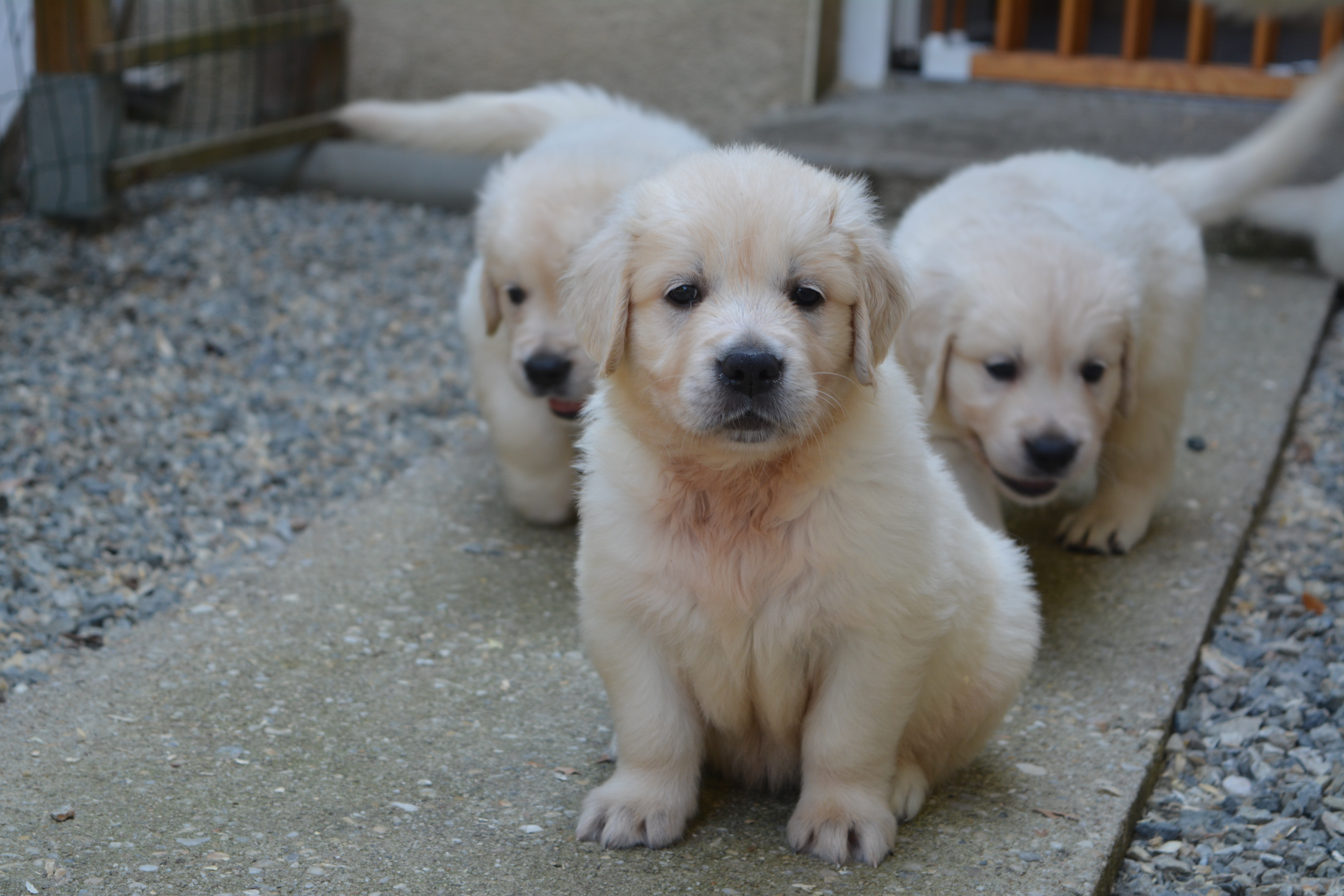 Les chiots à 41 jours