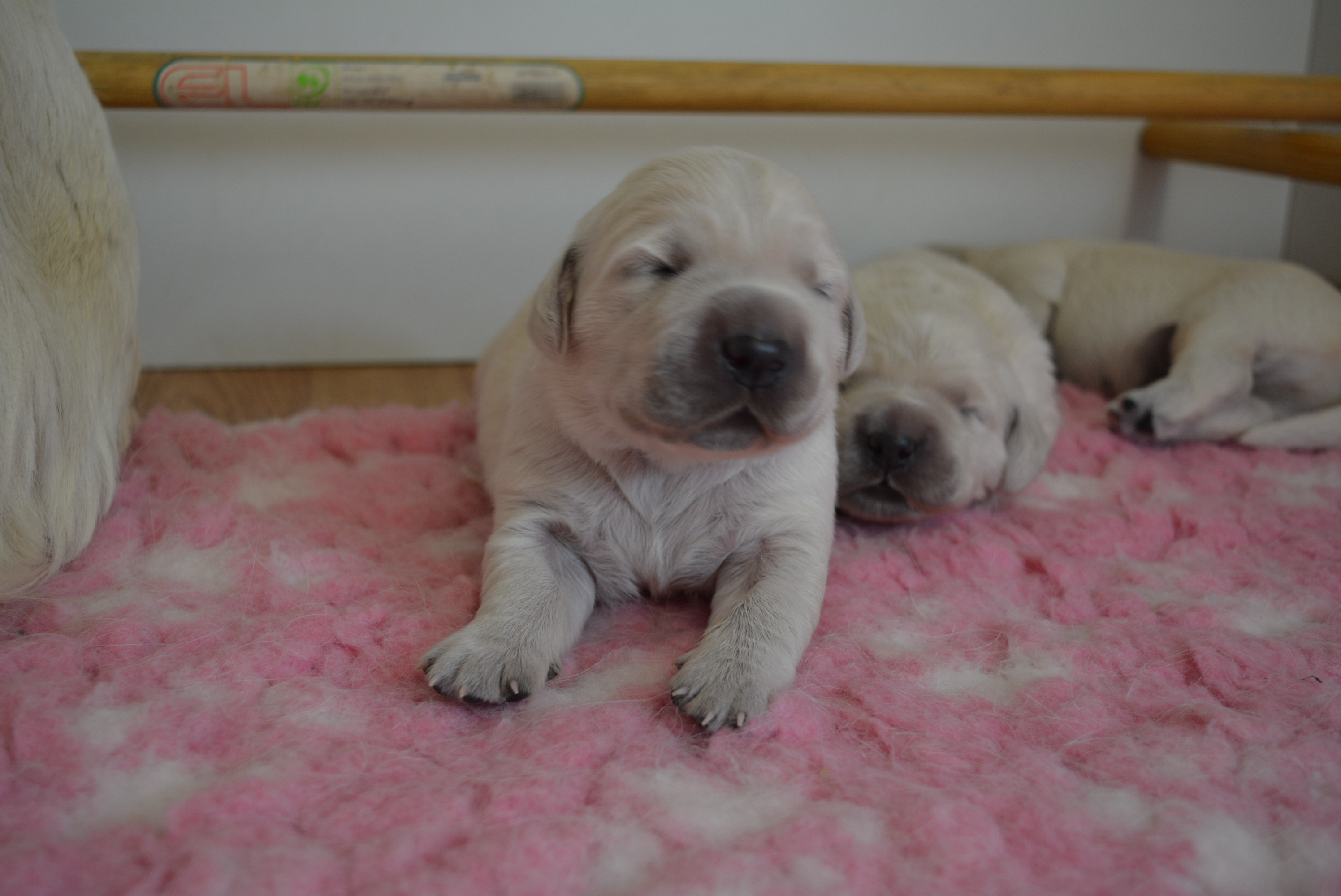 Les chiots à 9 jours