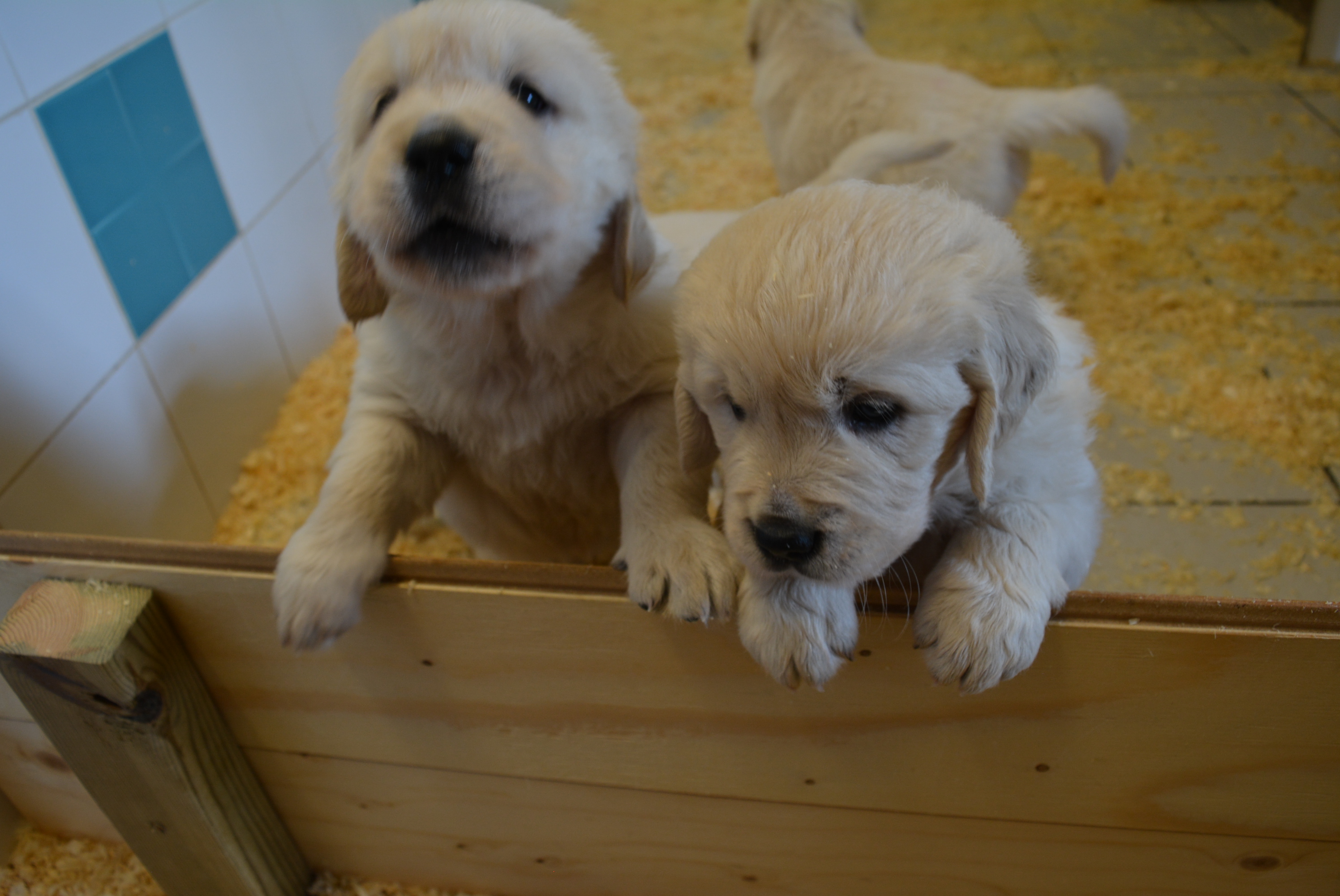 Les chiots à 5 semaines