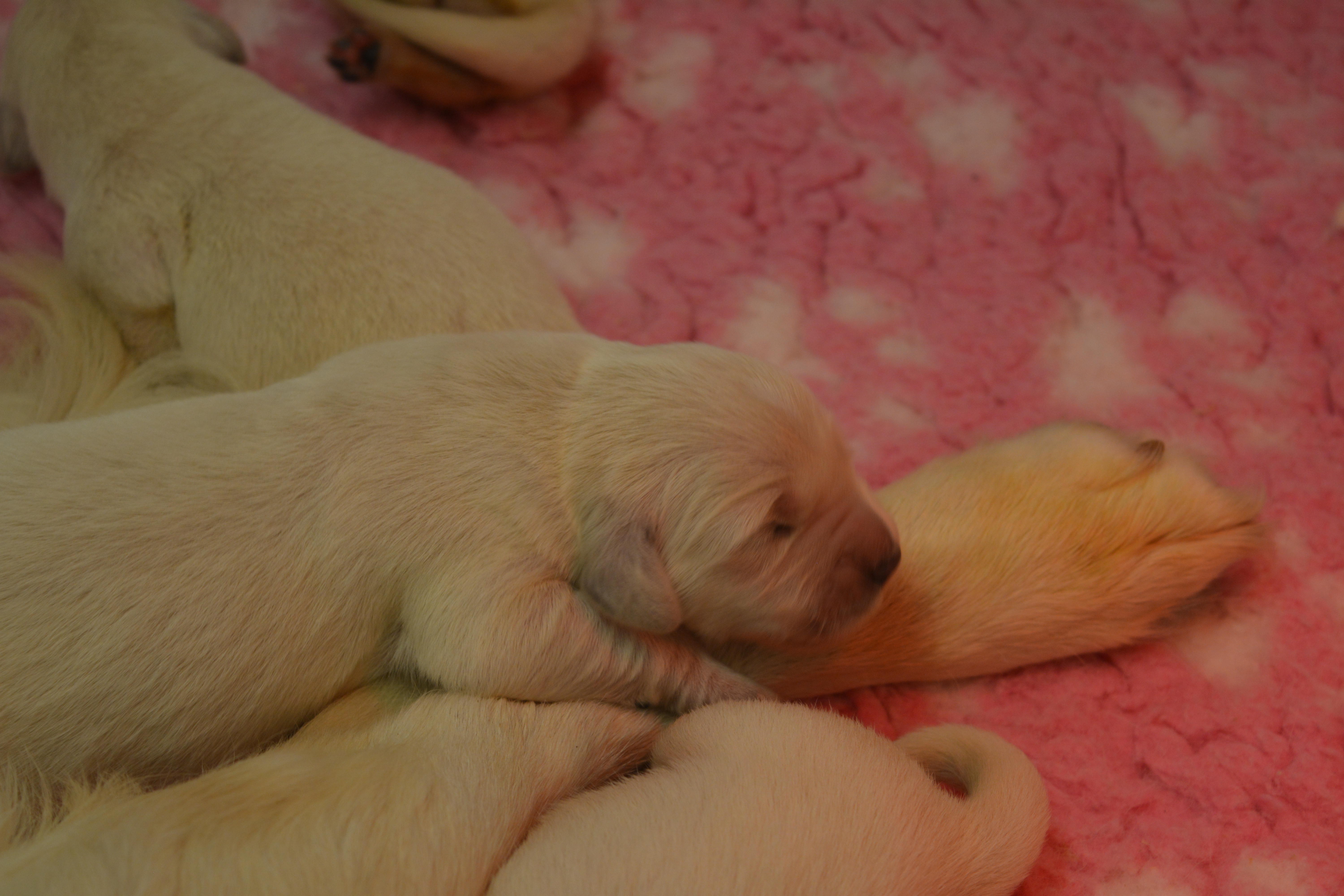 Les chiots à 5 jours