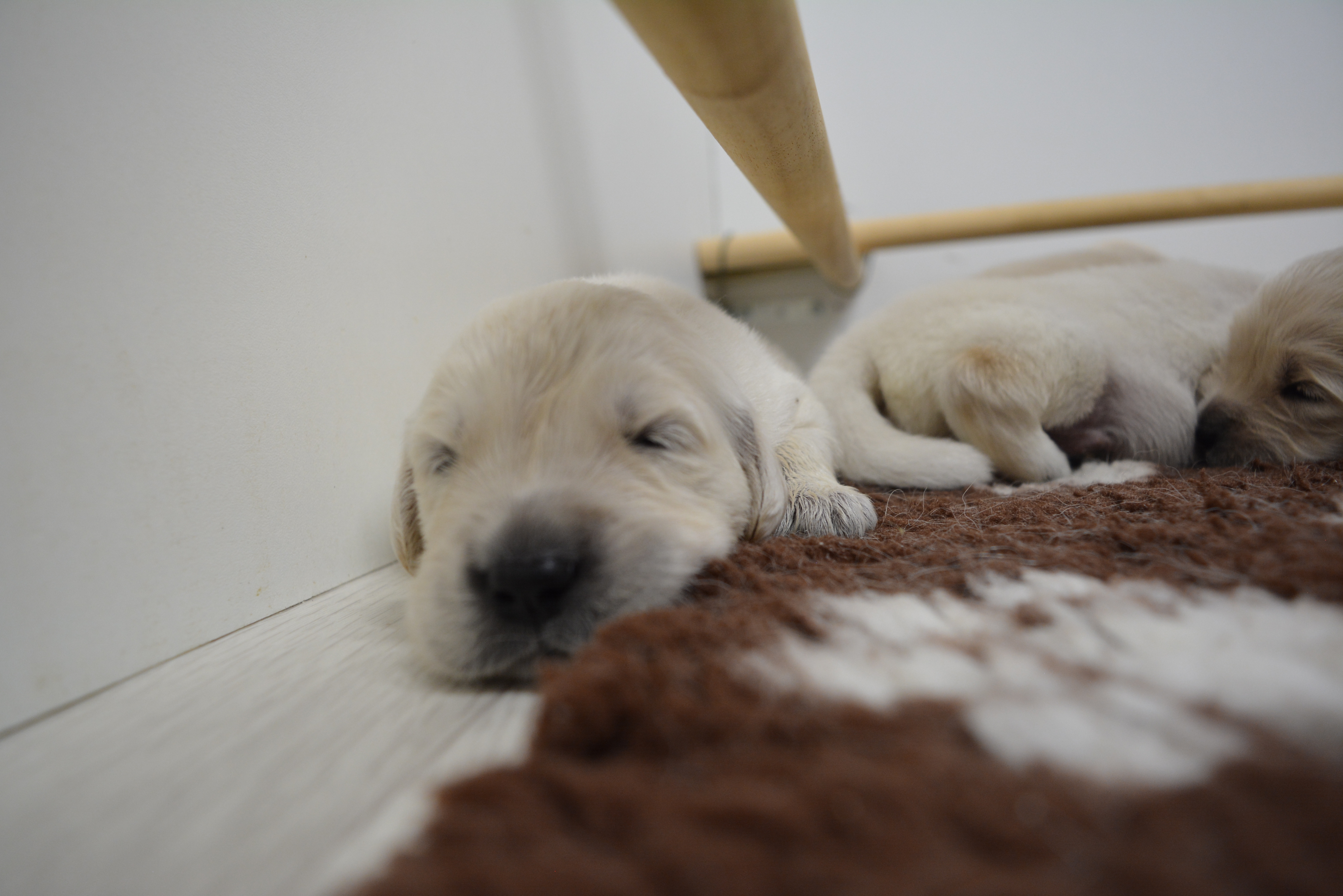 Les chiots à 16 jours