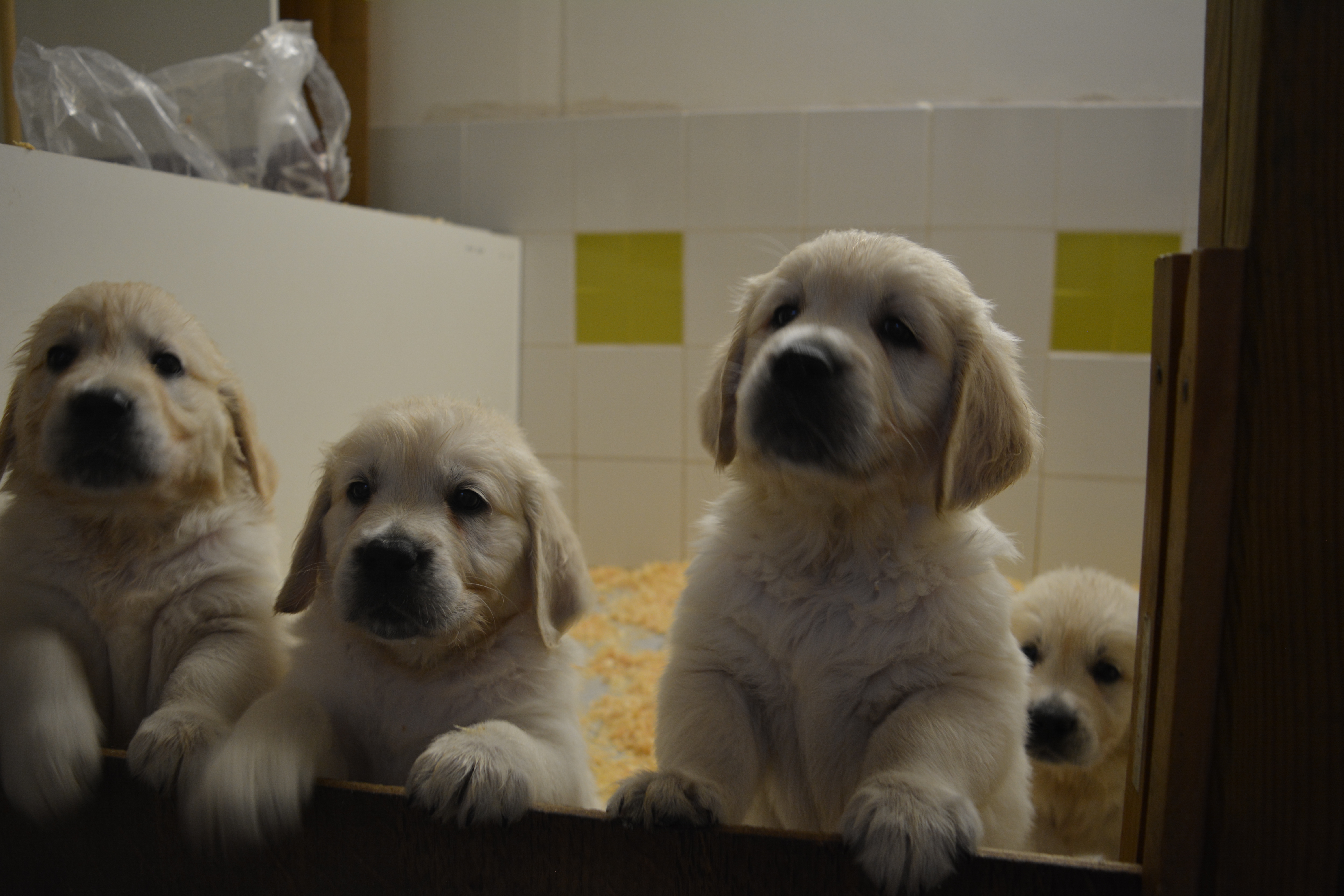 Les chiots à 51 jours