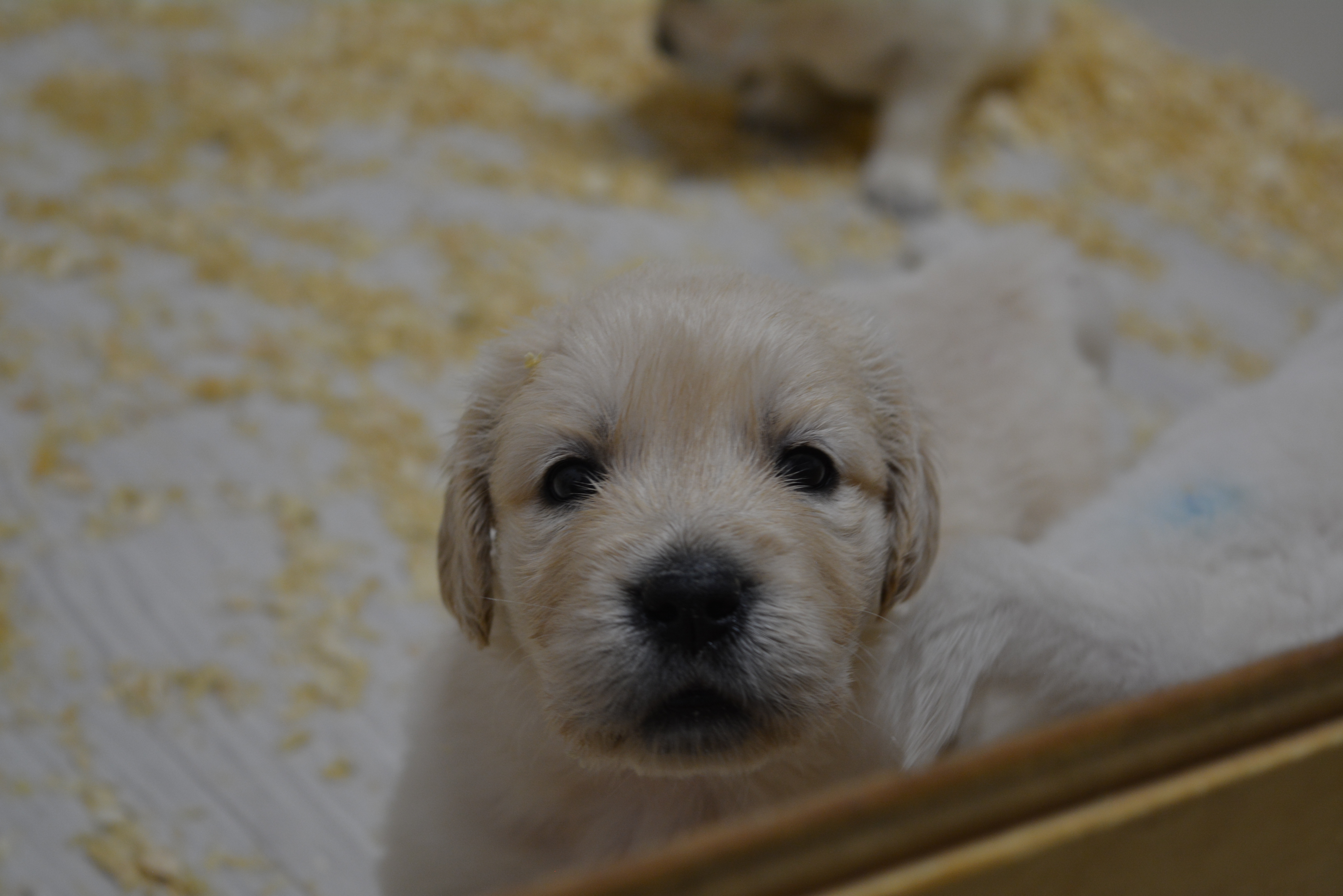 Les chiots à 30 jours