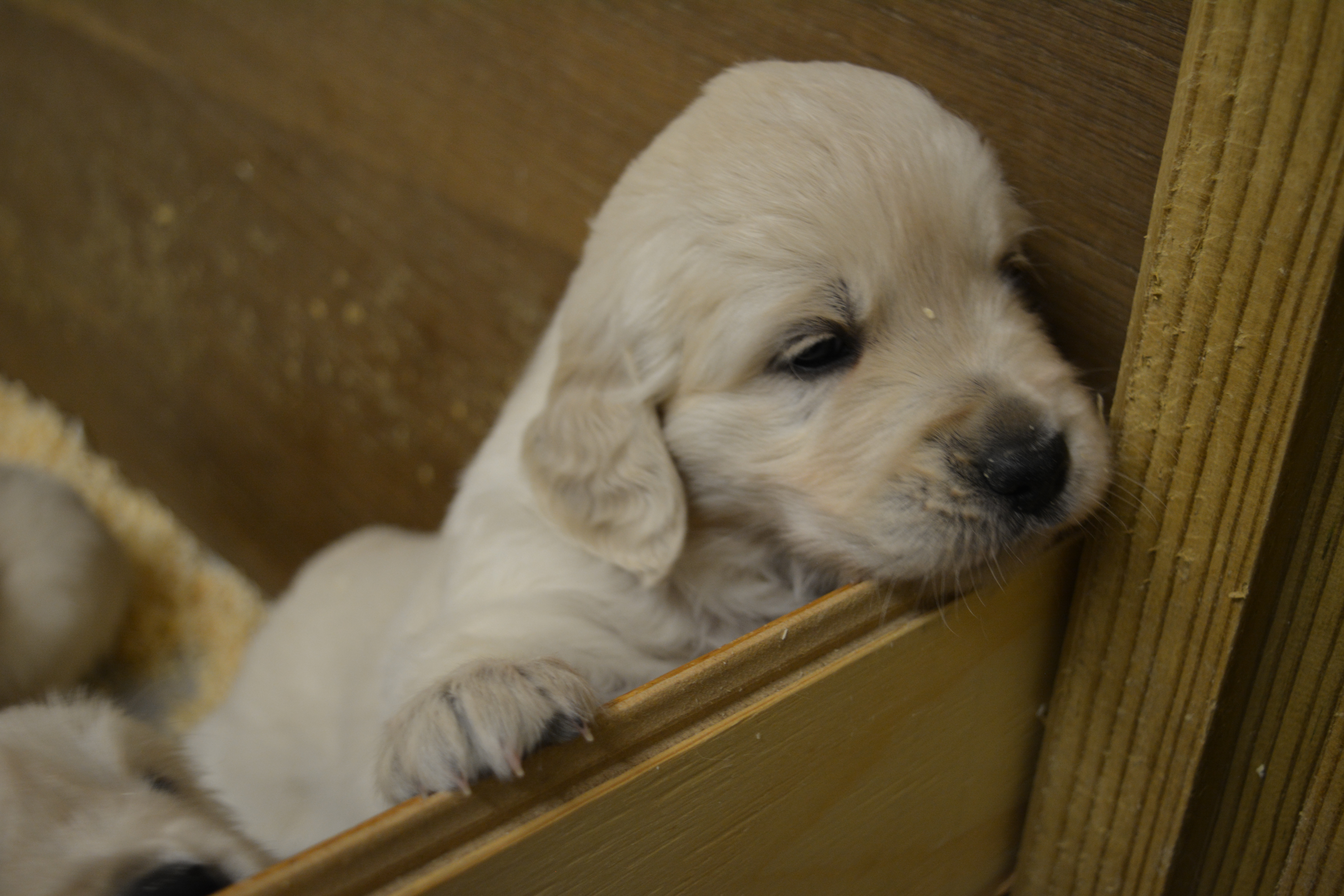 Les chiots à 4 semaines