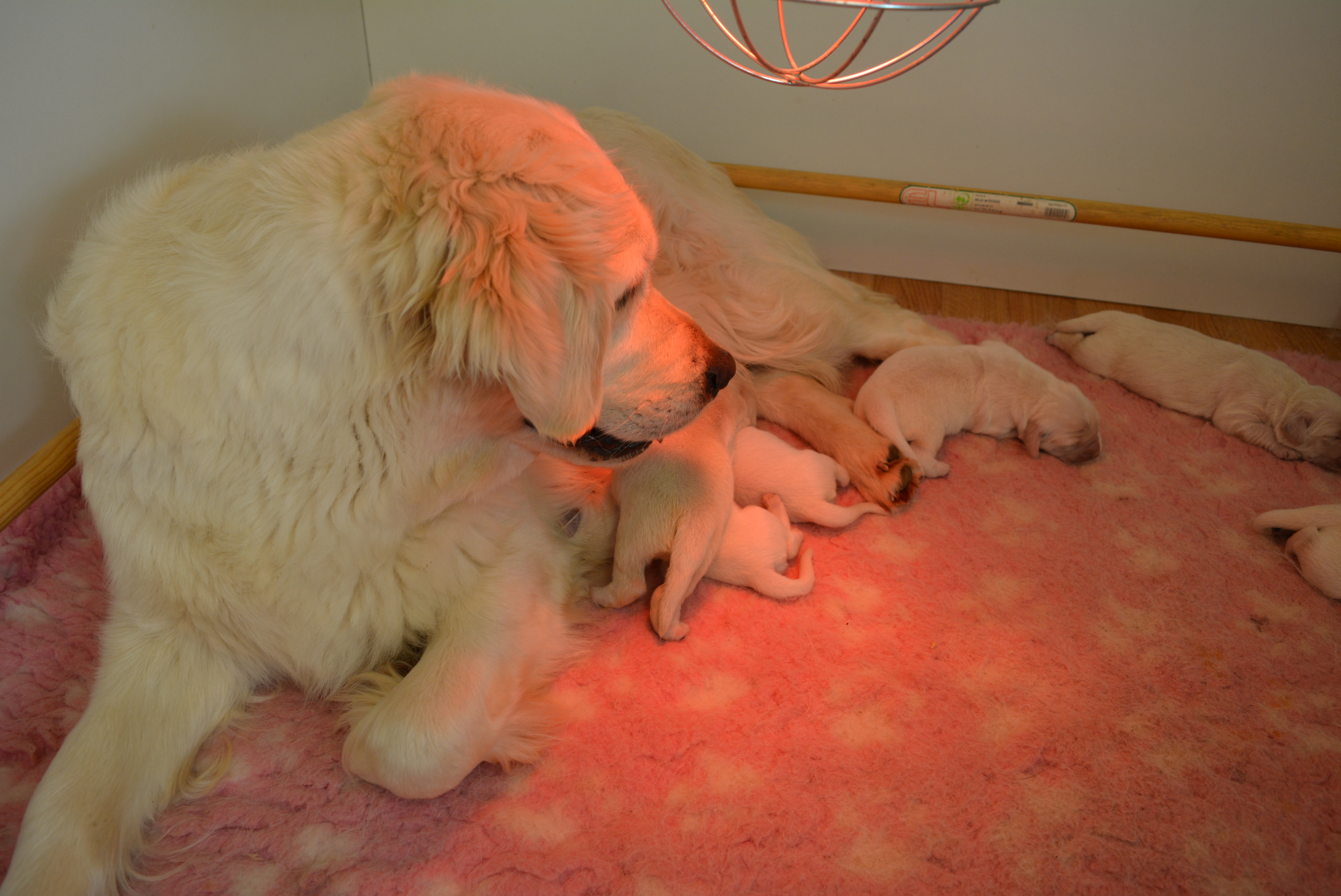 Les chiots à 4 jours