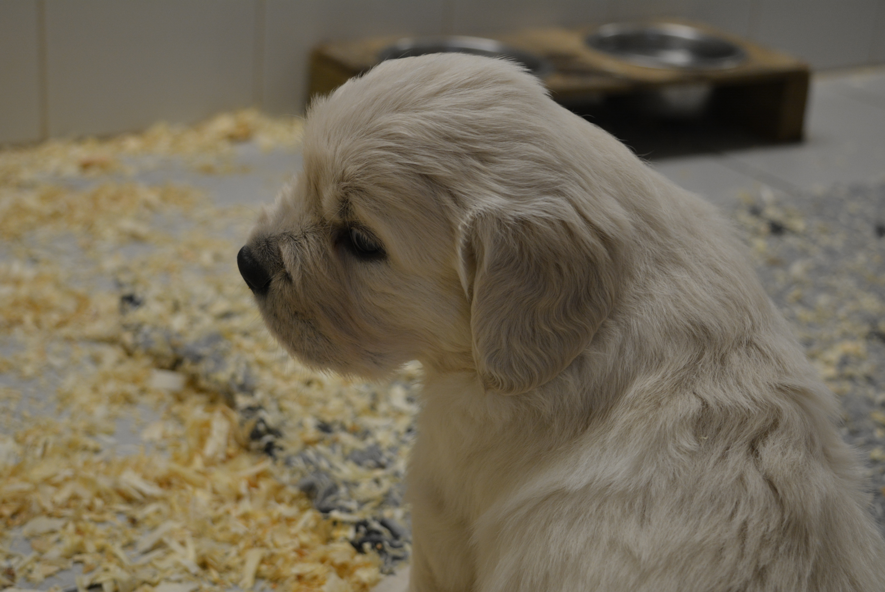 Les chiots à 30 jours