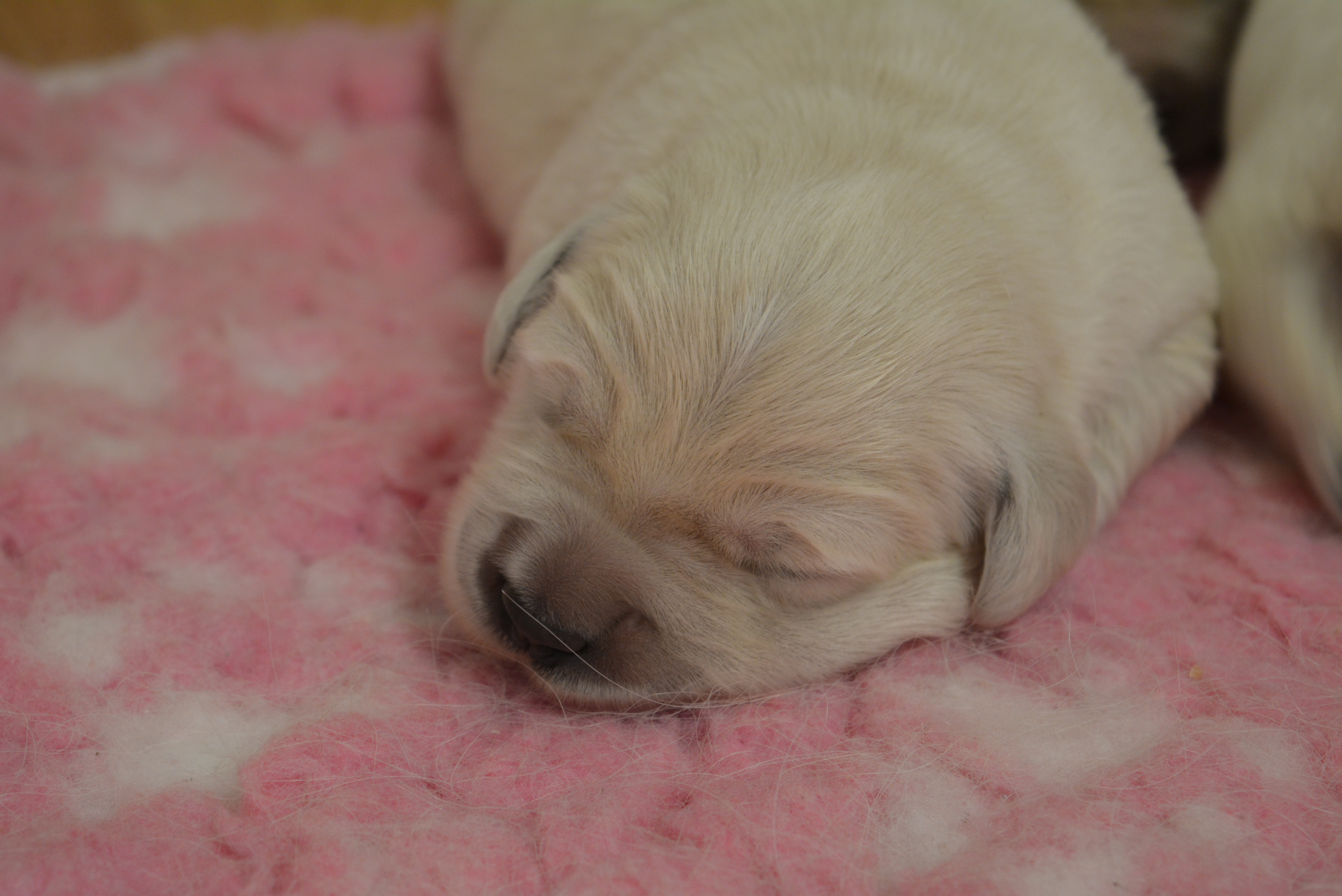 Les chiots à 9 jours