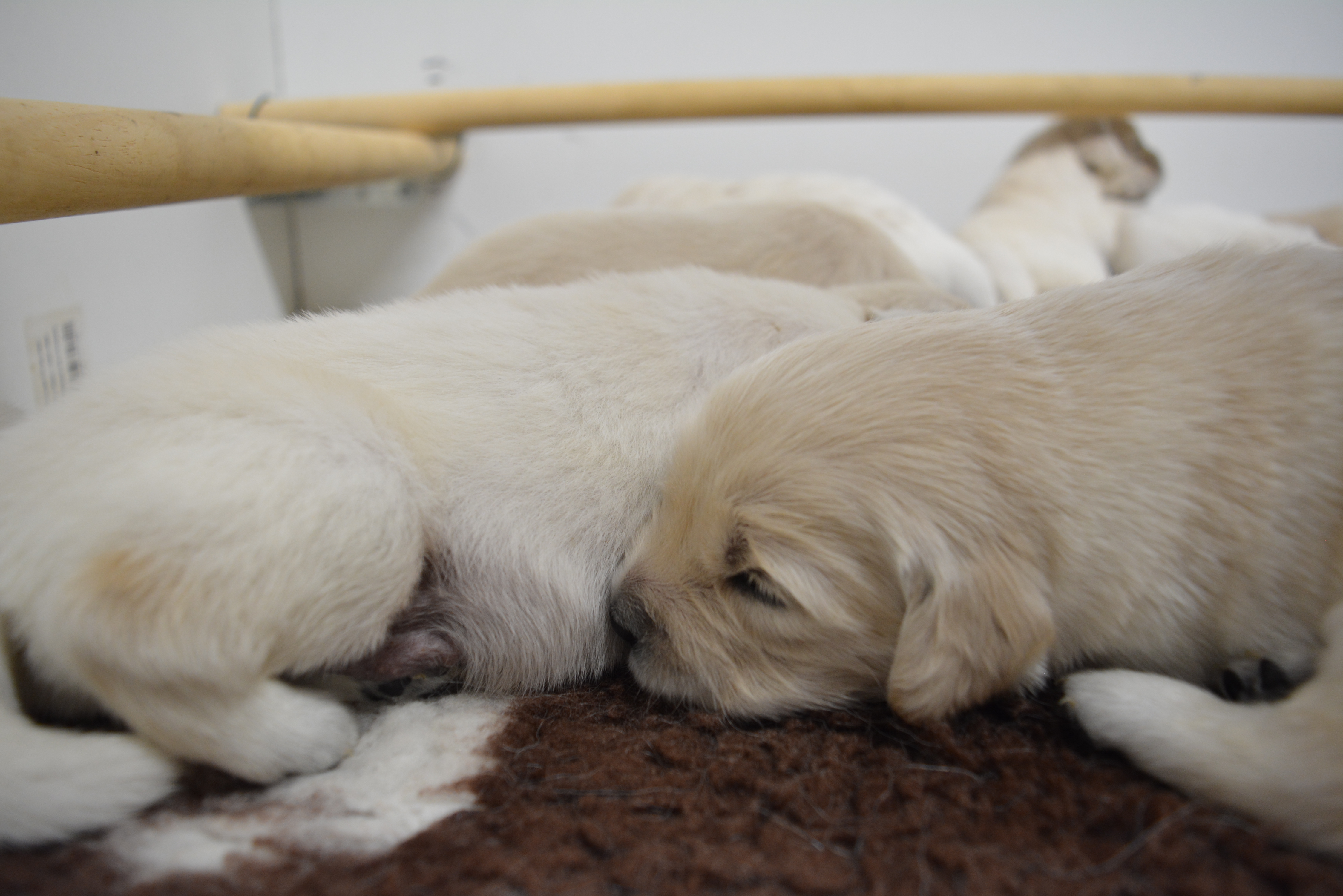 Les chiots à 16 jours