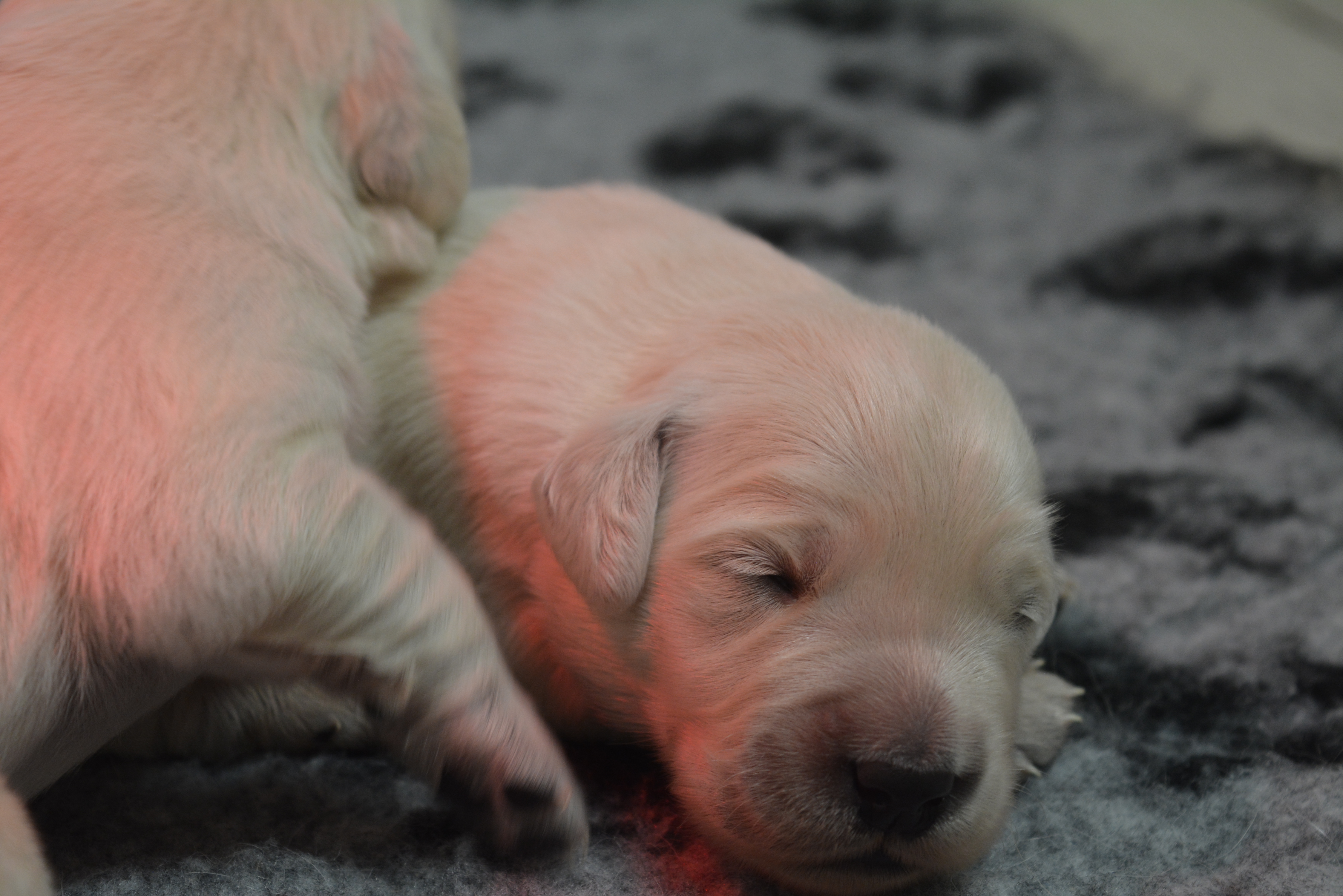 Les chiots à 8 jours