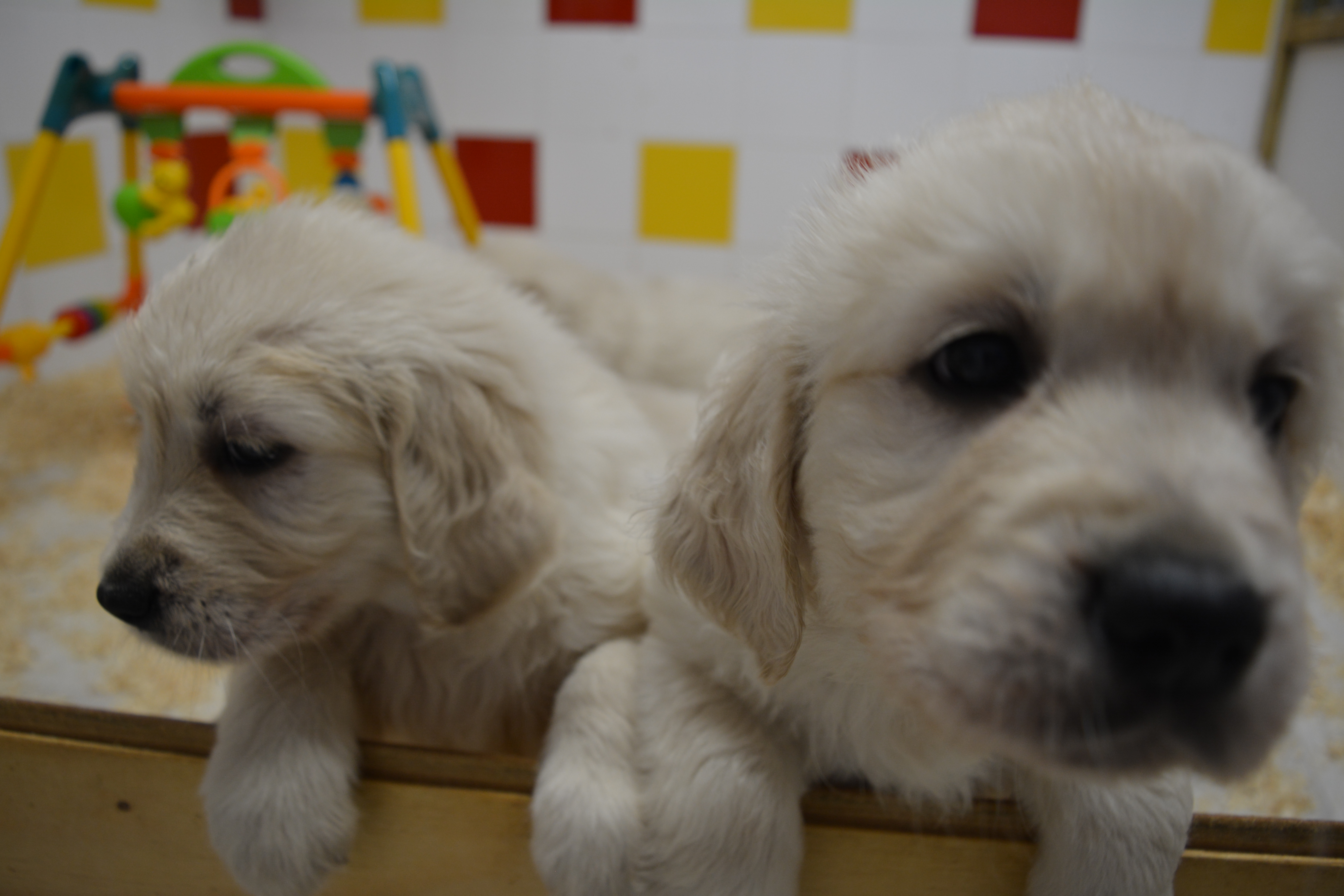 Les chiots à 46 jours