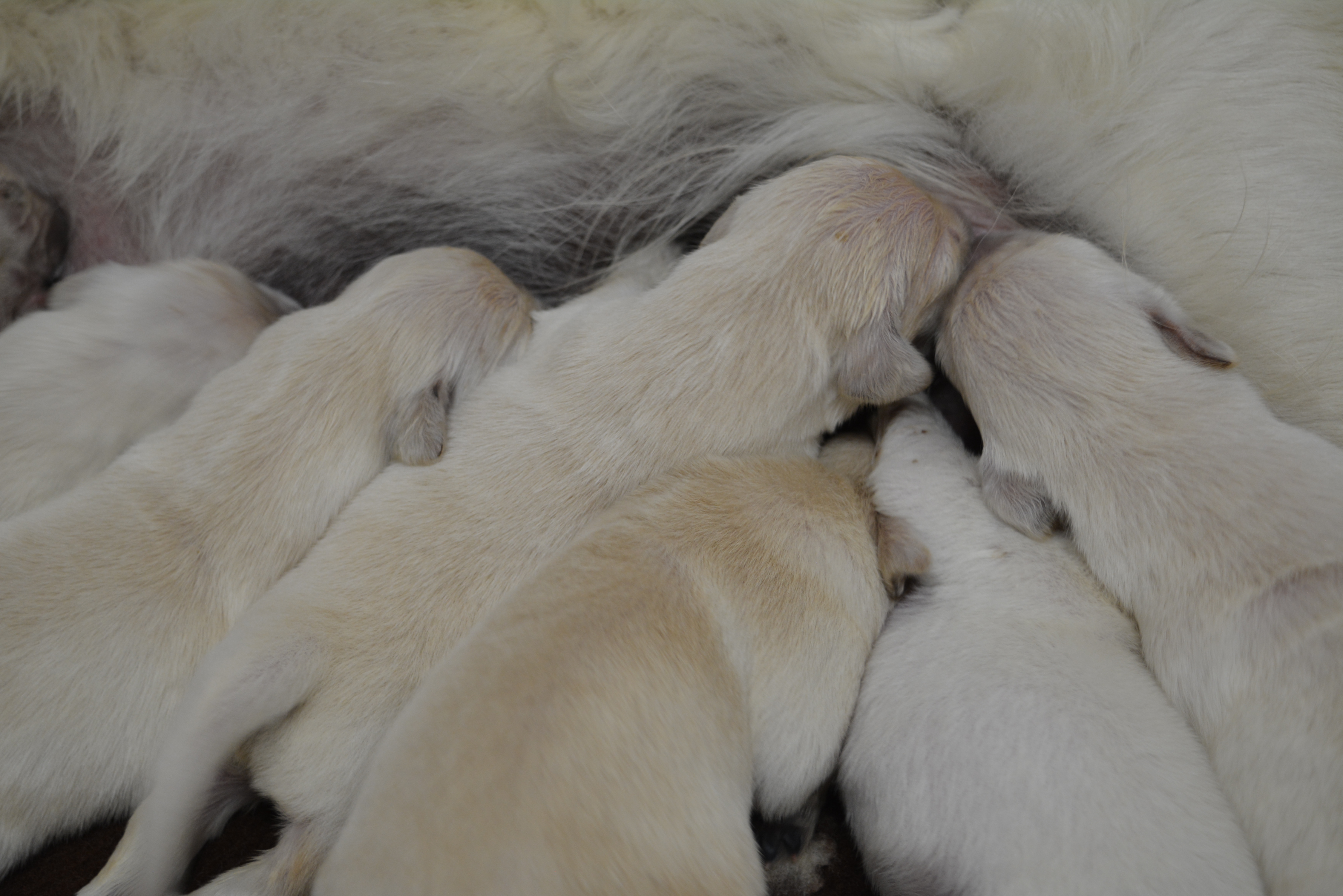 Les chiots à 8 jours