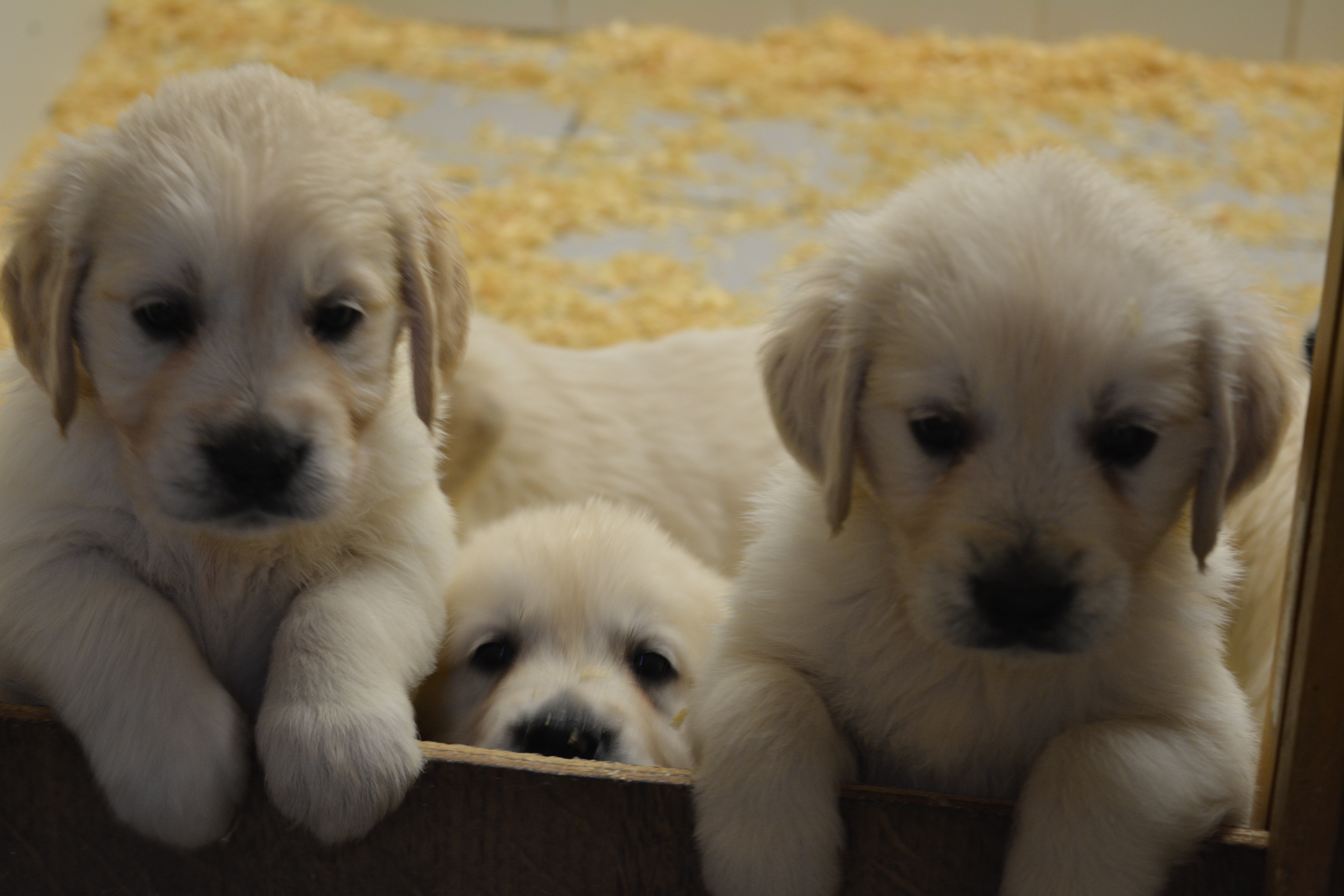Les chiots à 44 jours