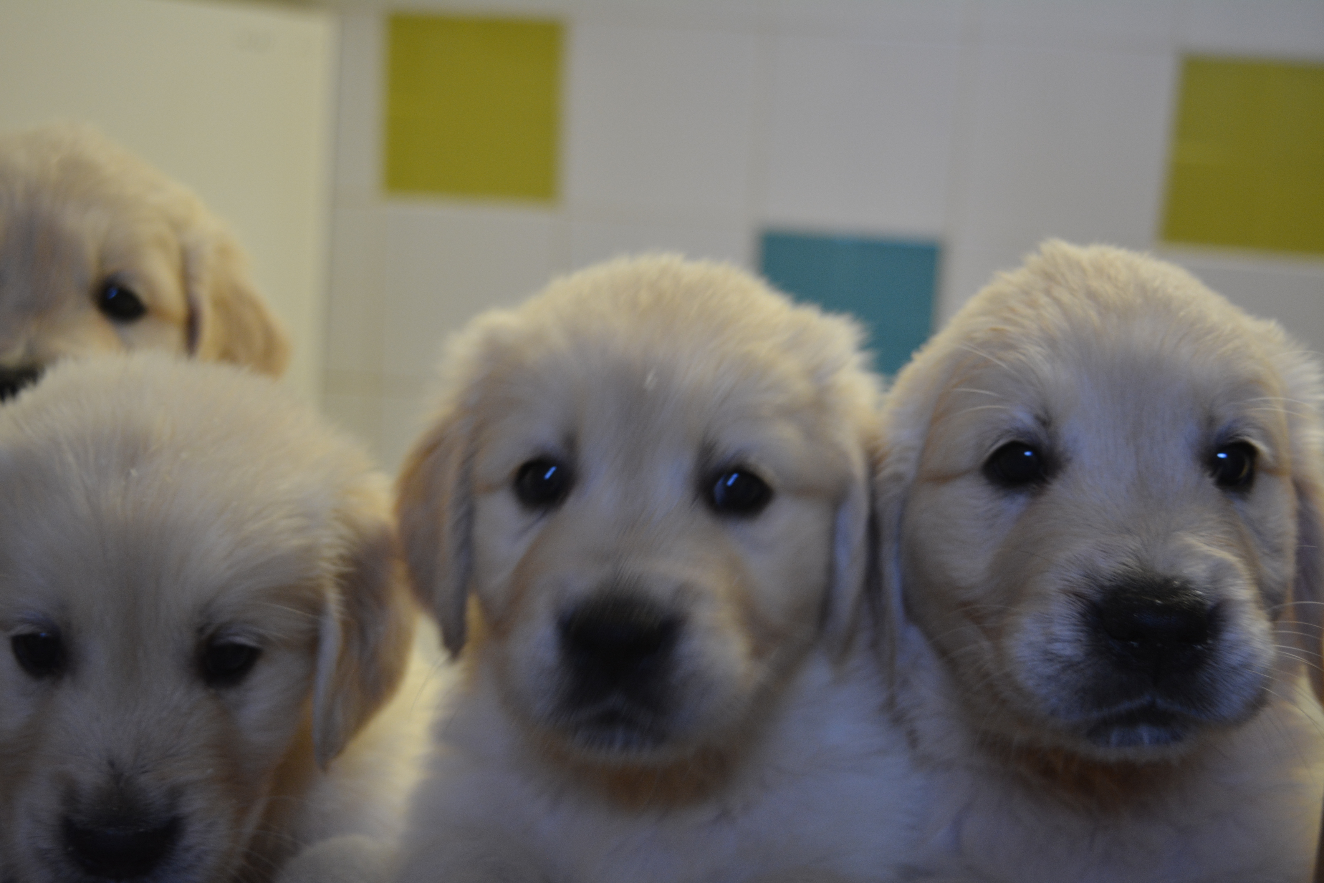 Les chiots à 44 jours