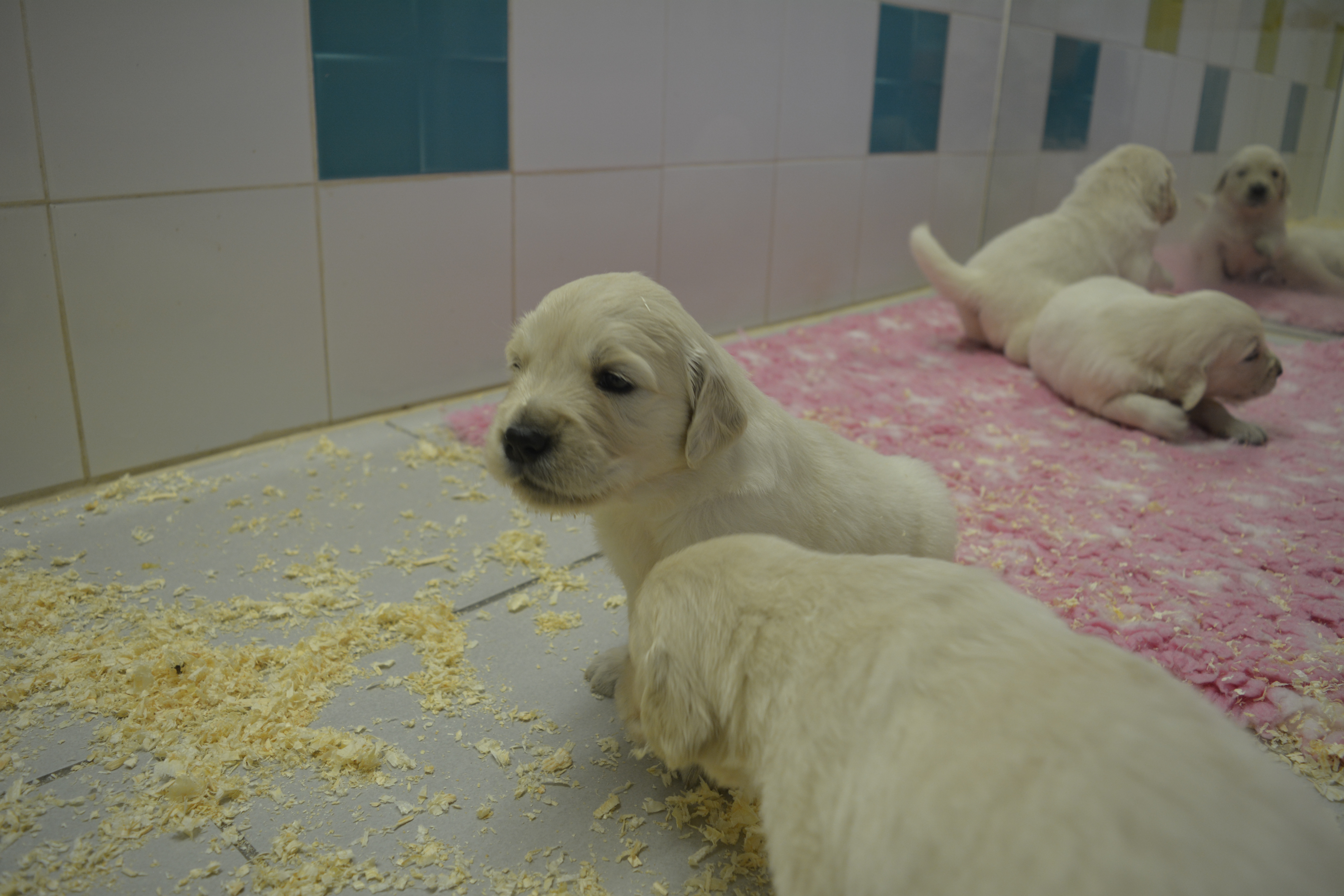 Les chiots à 22 jours