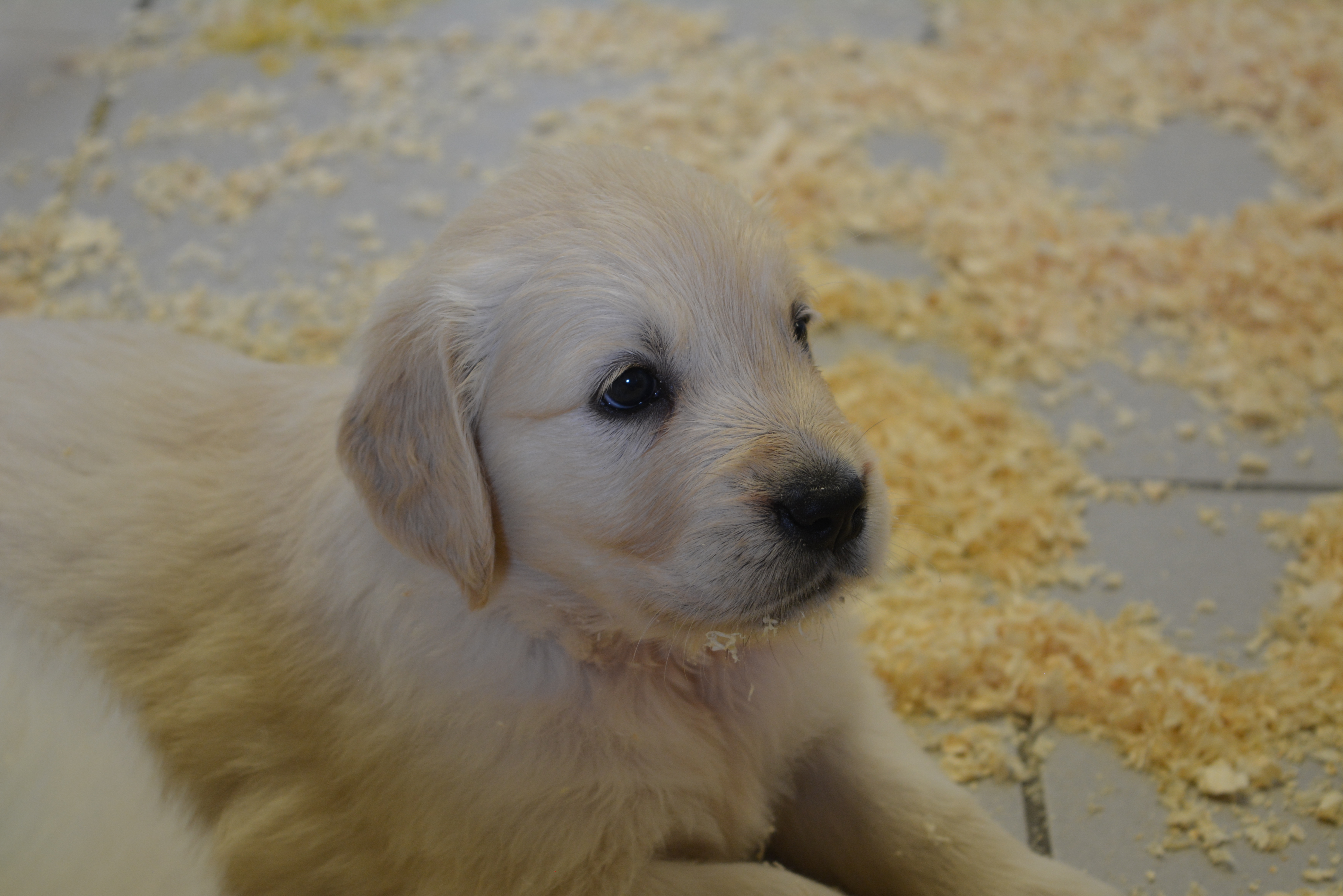Les chiots à 37 jours