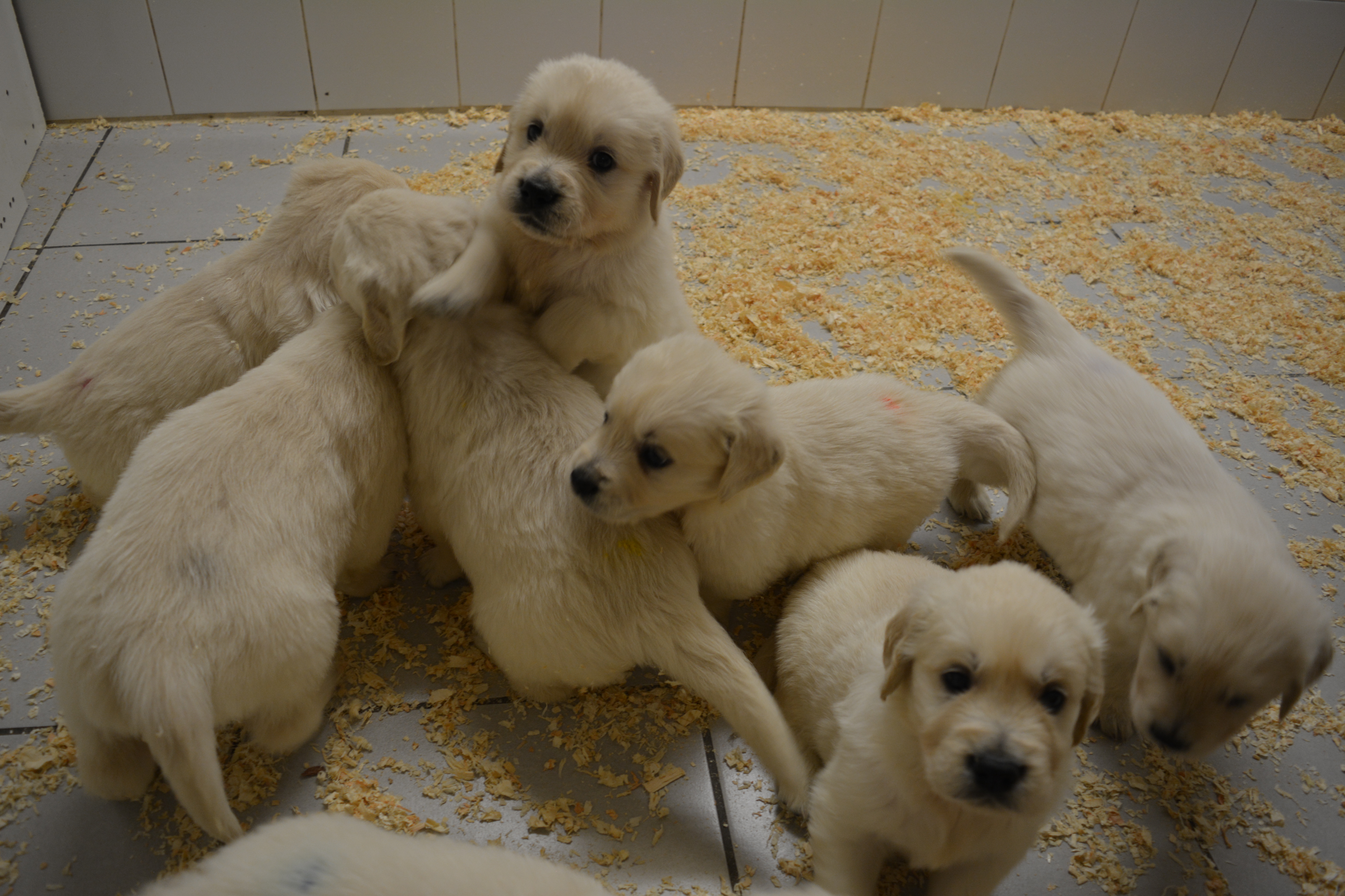 Les chiots à 37 jours