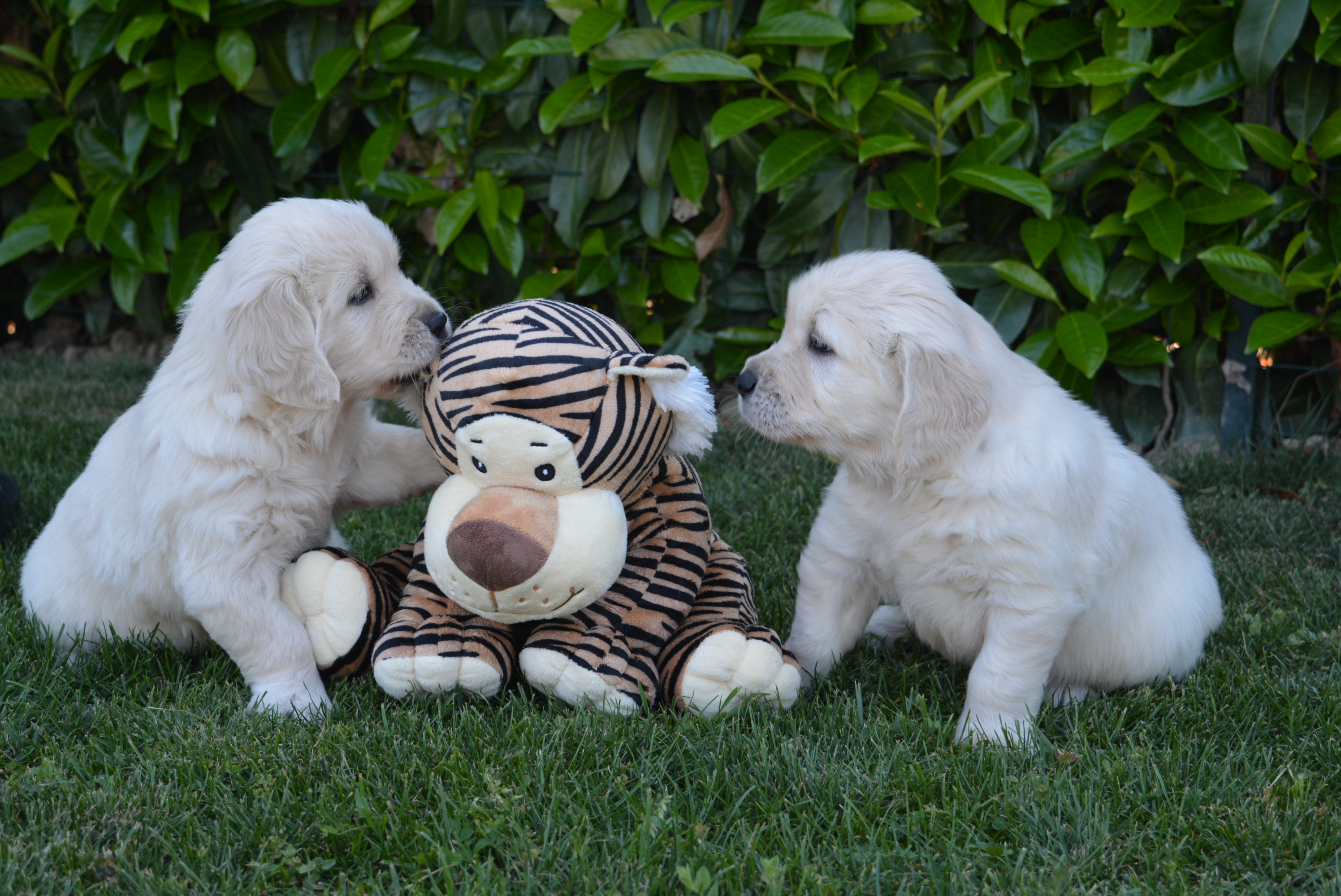 Les chiots à 38 jours