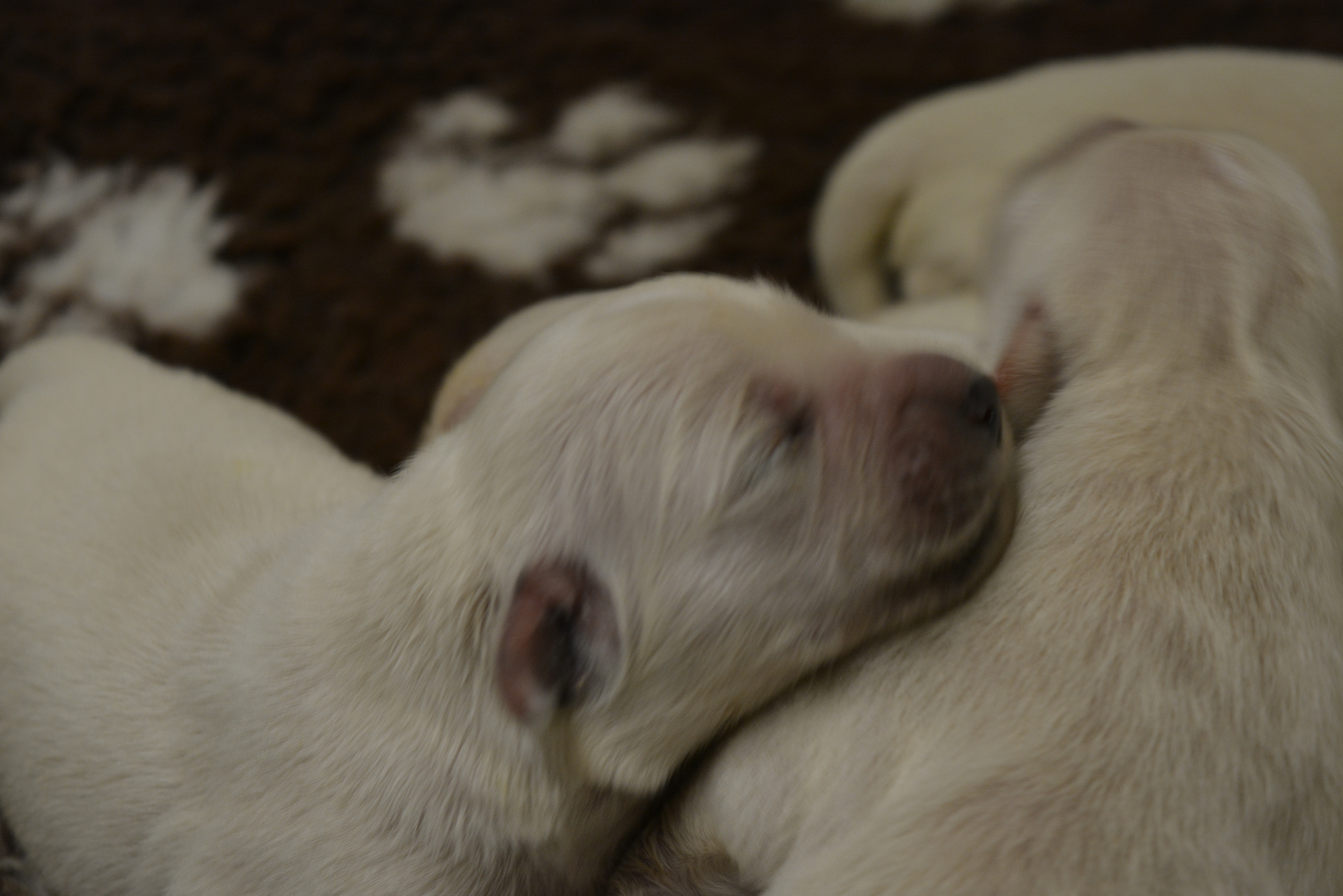 Les chiots à 4 jours