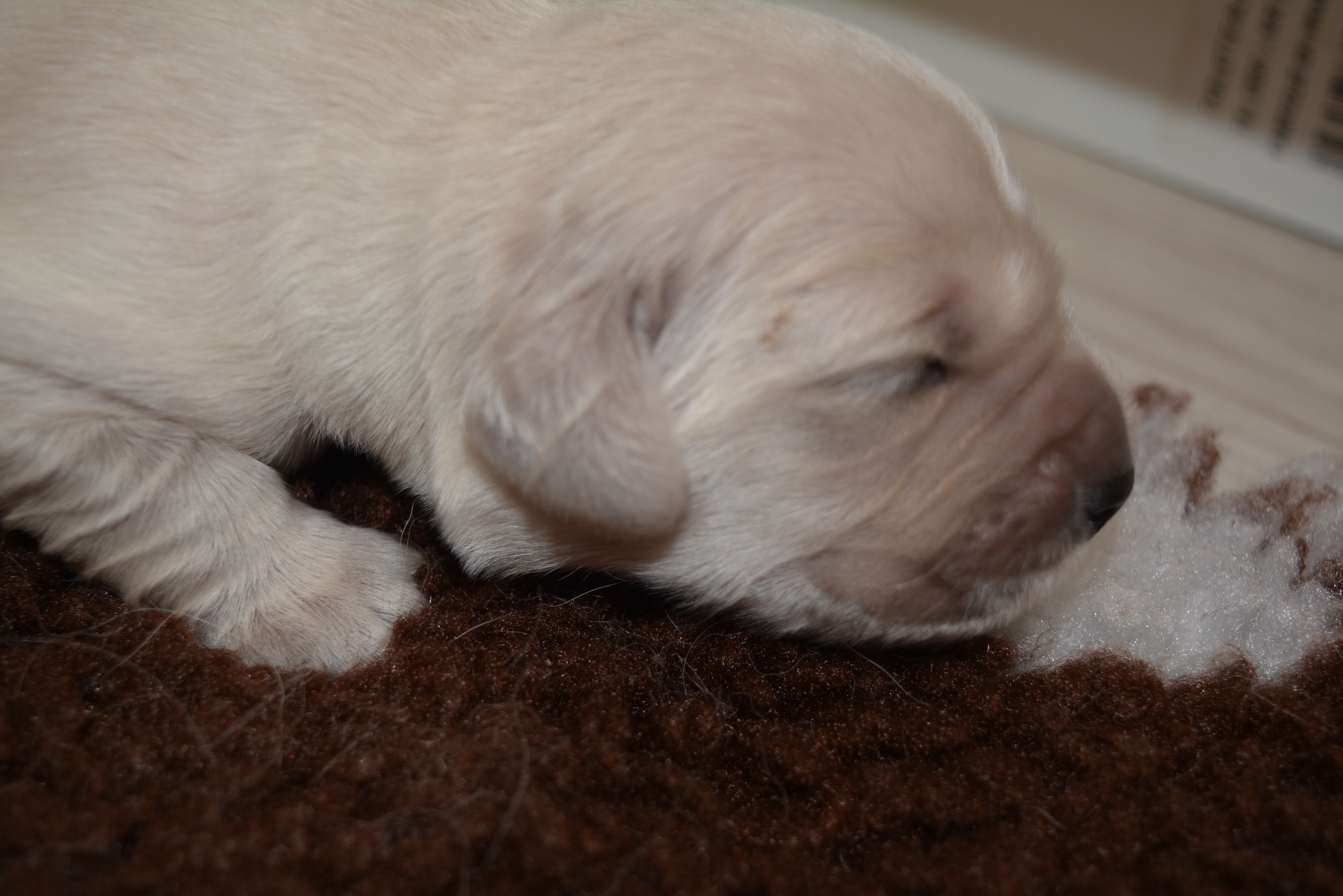 Les chiots à 6 jours