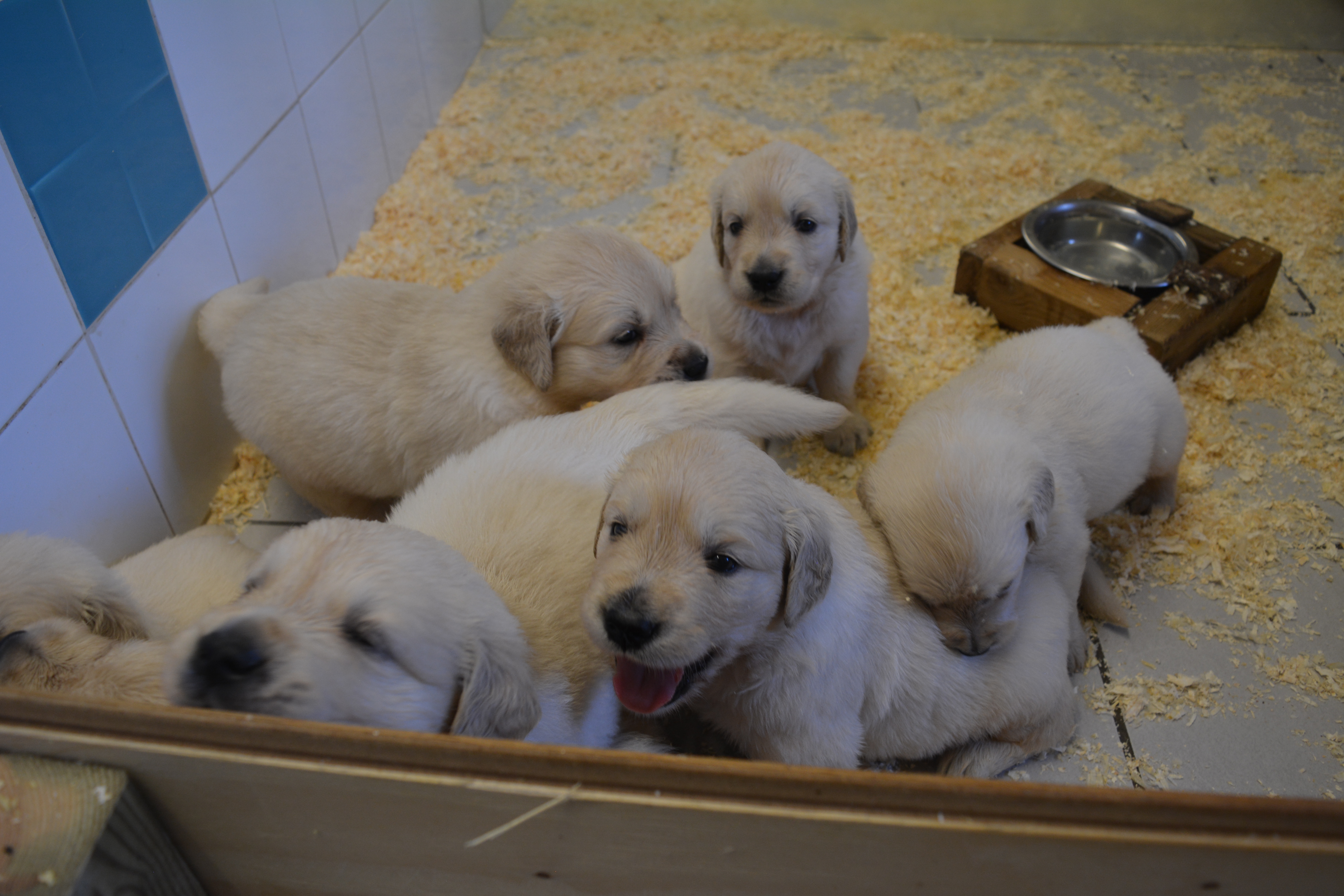 Les chiots à 27 jours