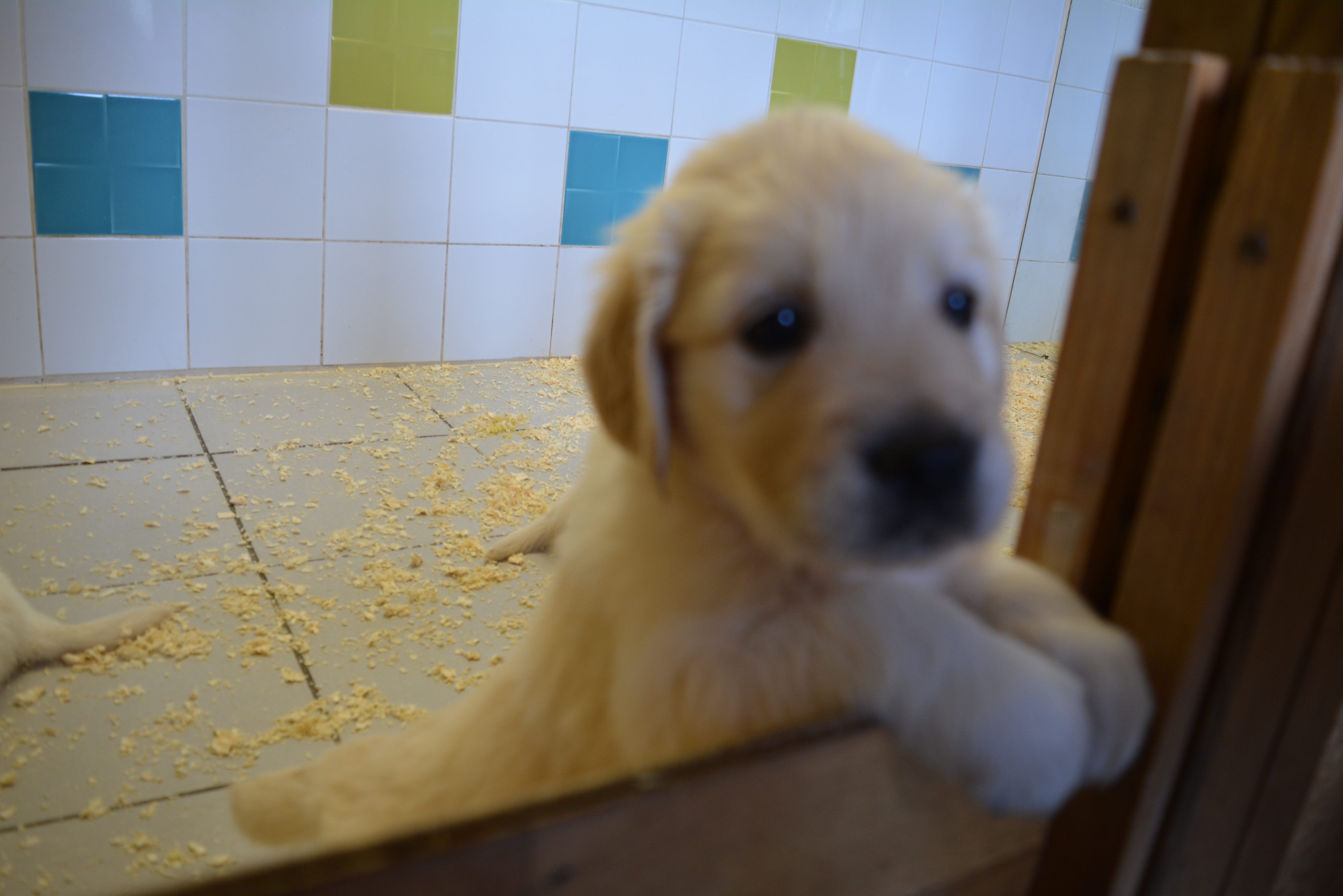 Les chiots à 37 jours