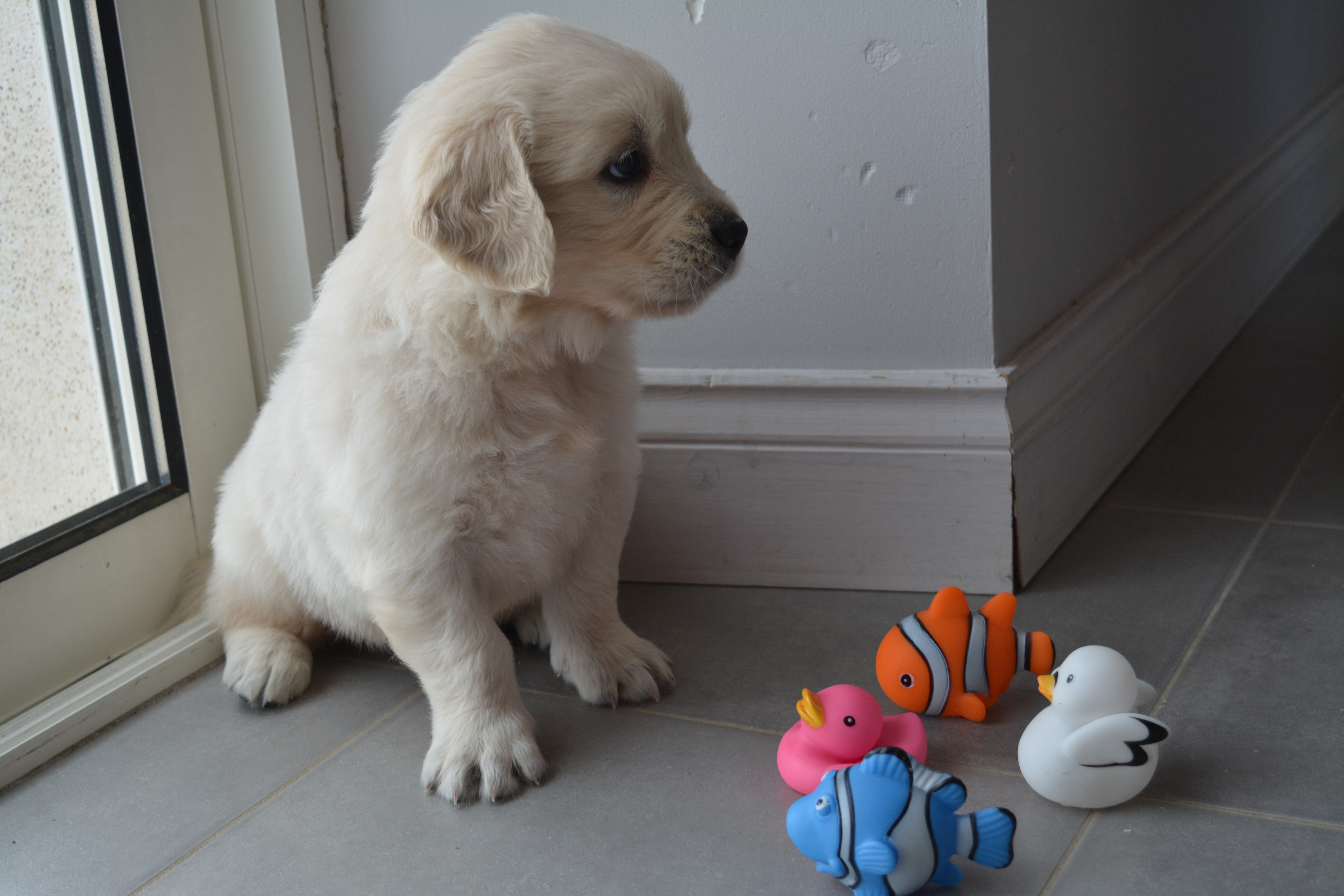 Les chiots à 5 semaines