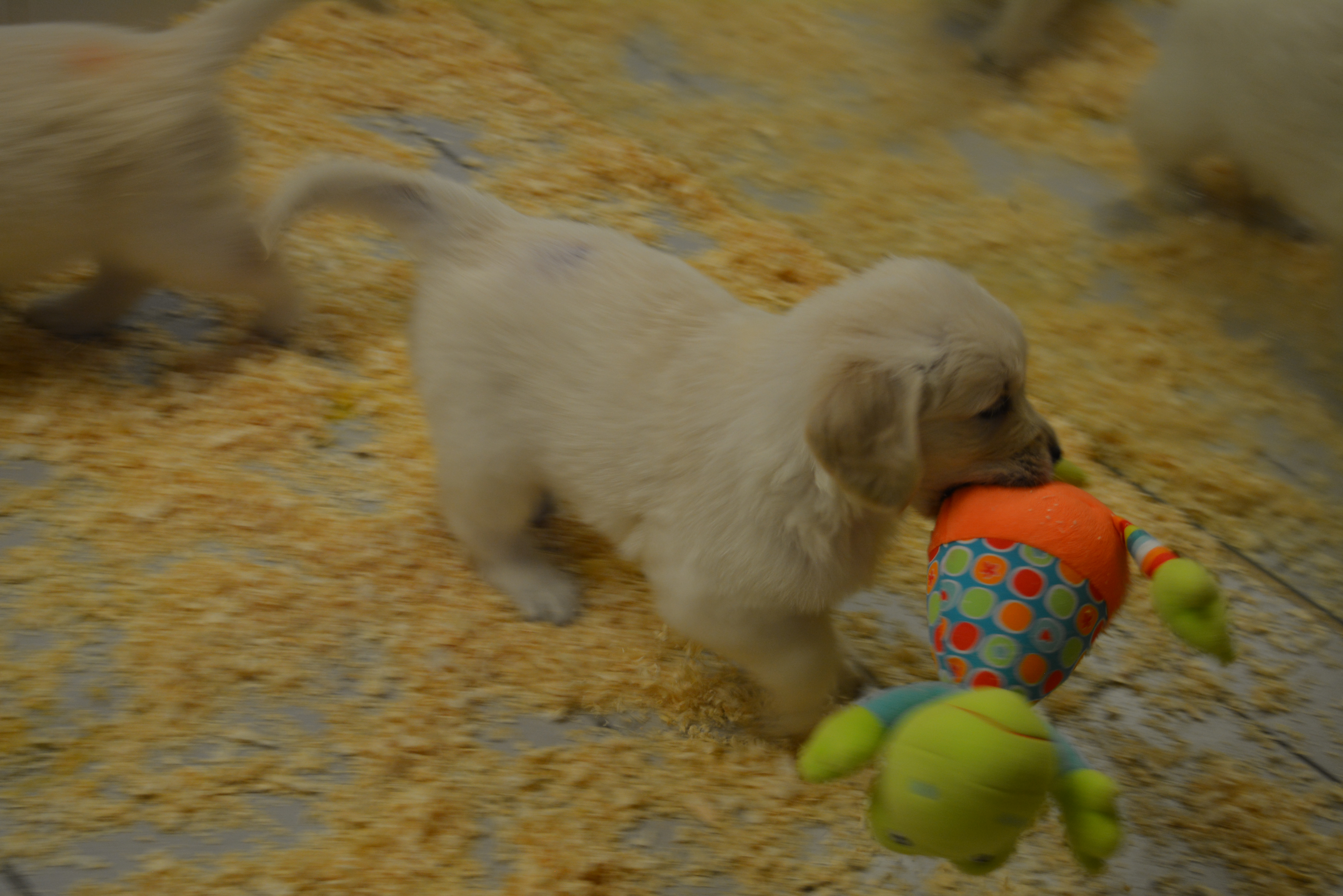 Les chiots à 44 jours