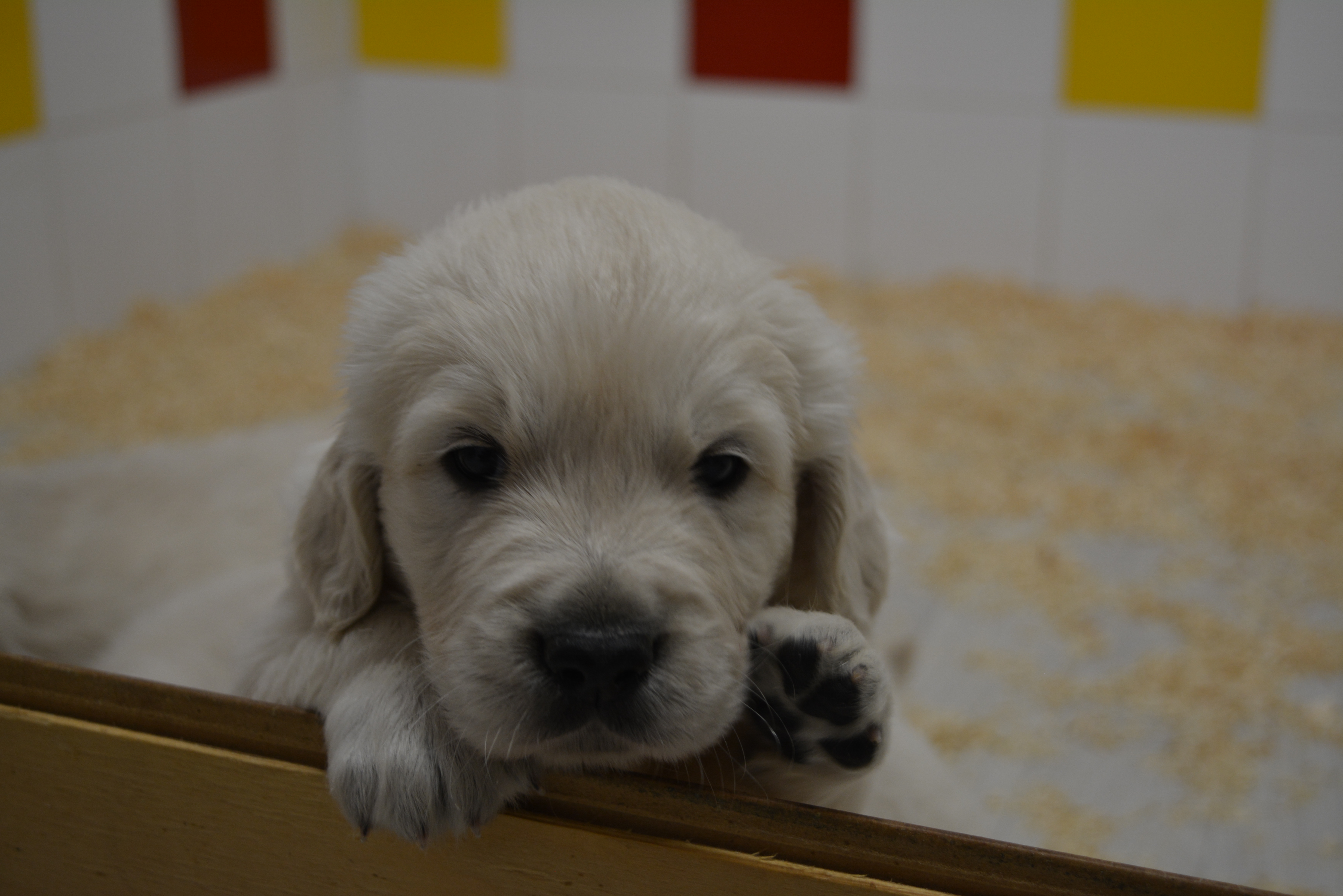 Les chiots à 31 jours