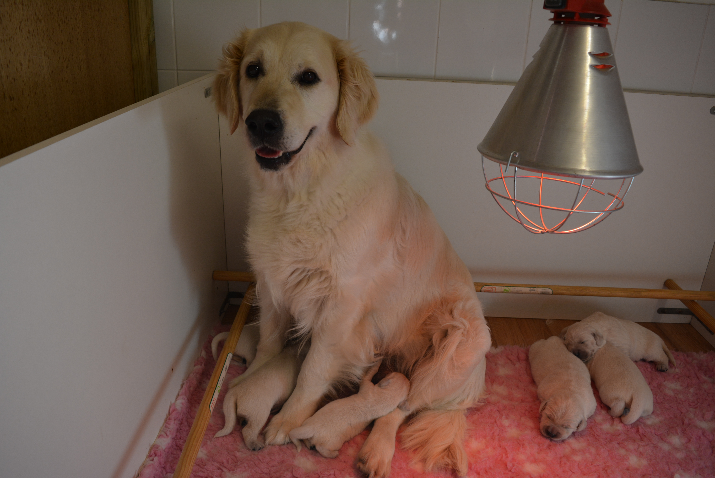 Les chiots à 9 jours