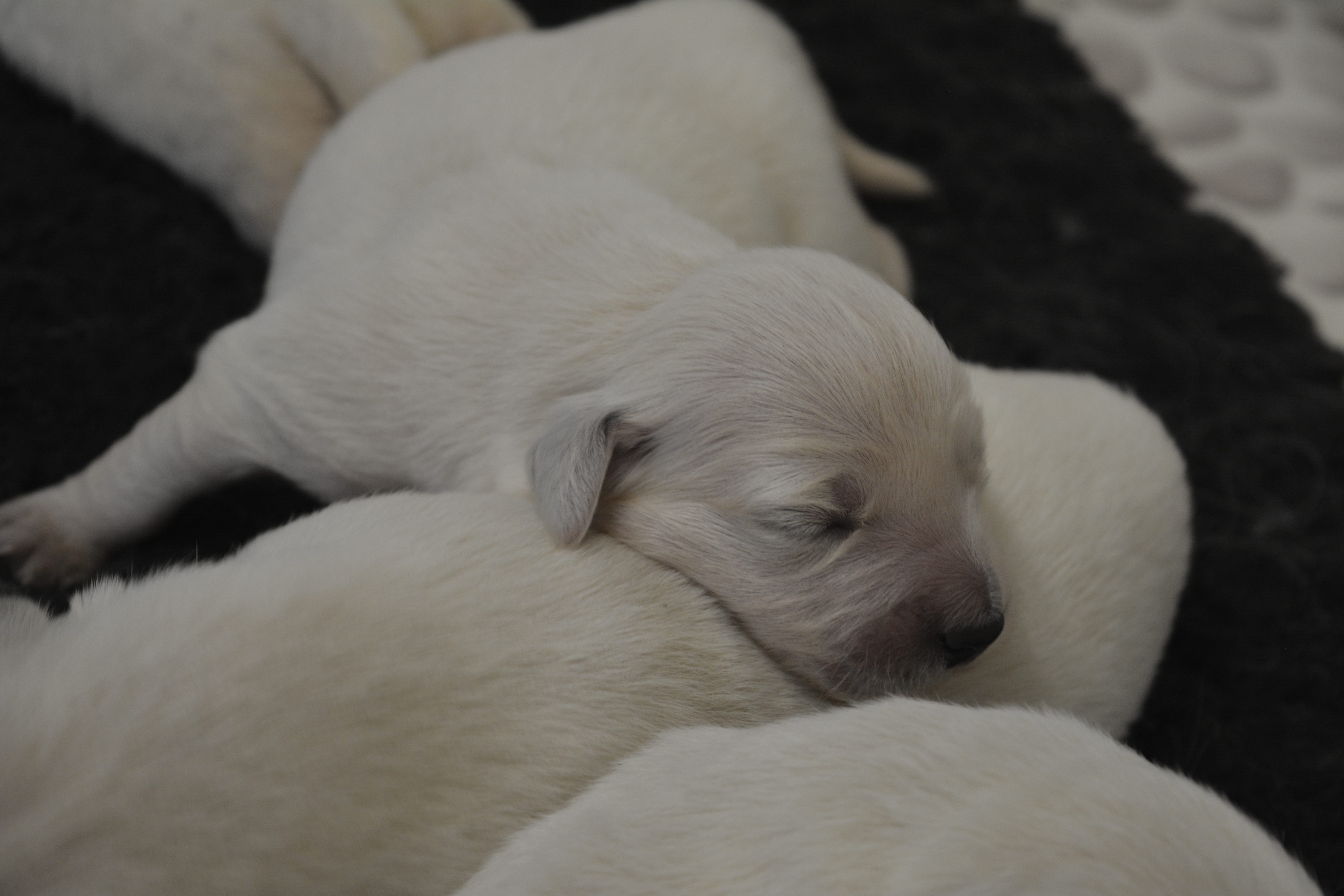 Les chiots à 8 jours