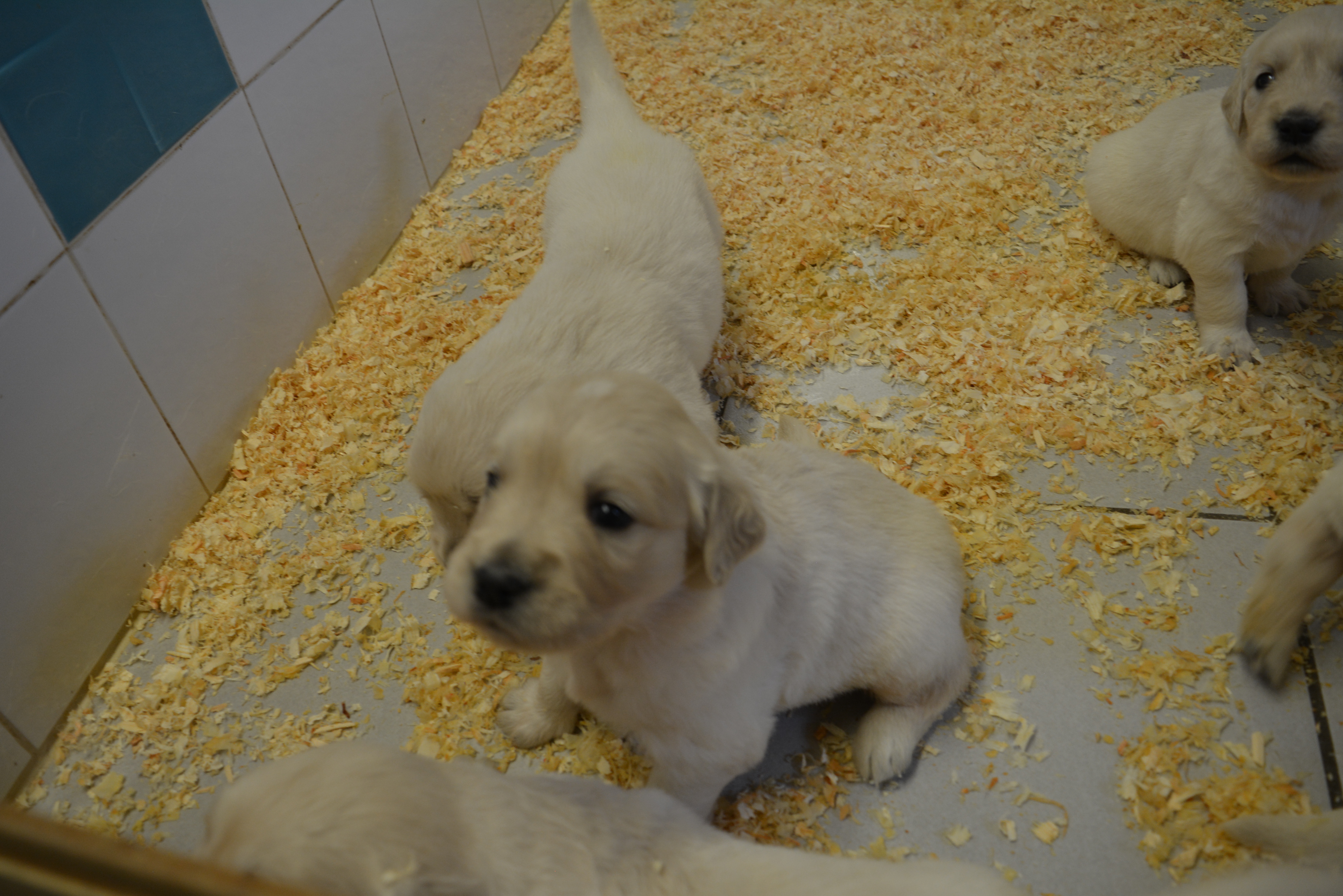 Les chiots à 25 jours