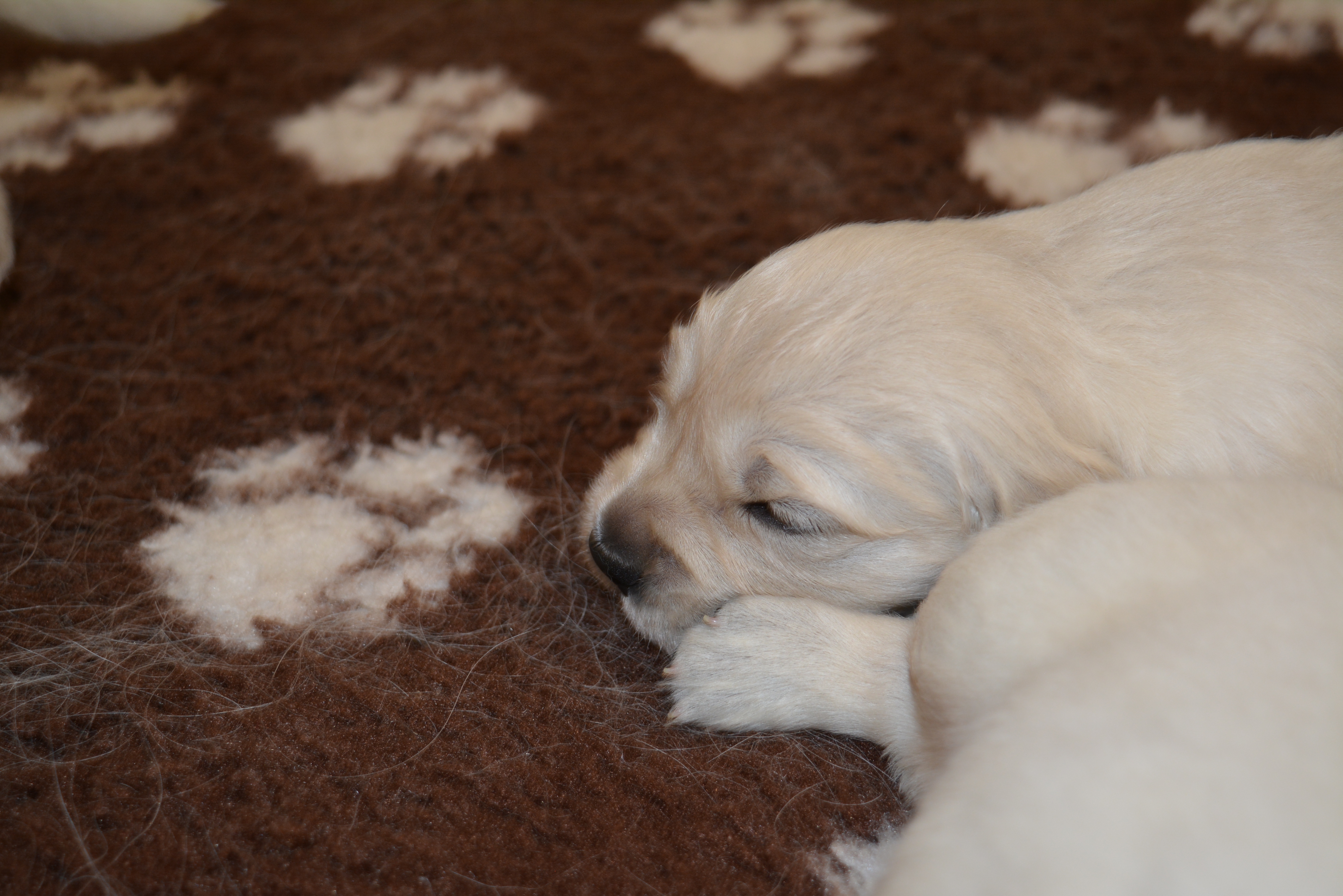 Les chiots à 17 jours