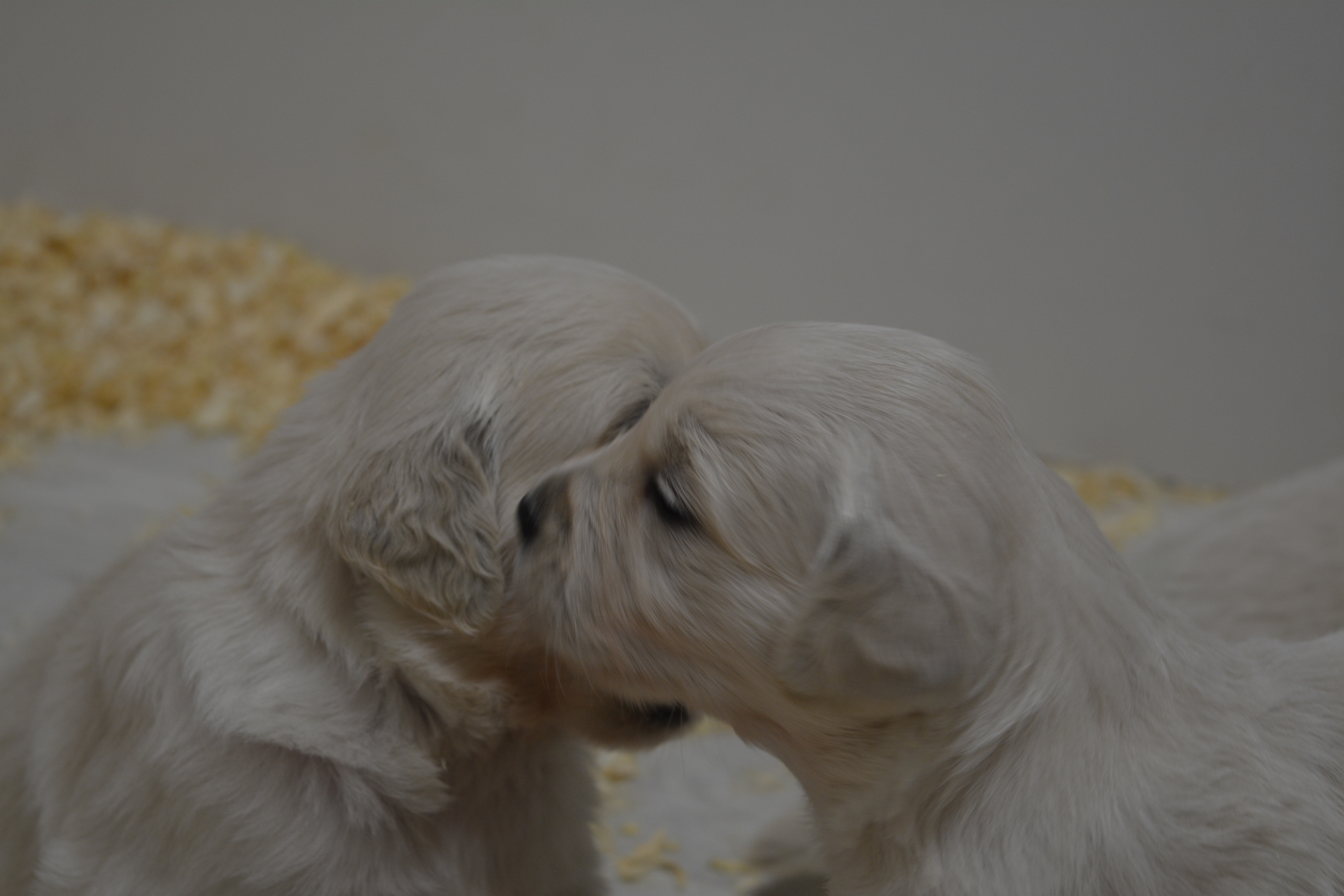 Les chiots à 23 jours
