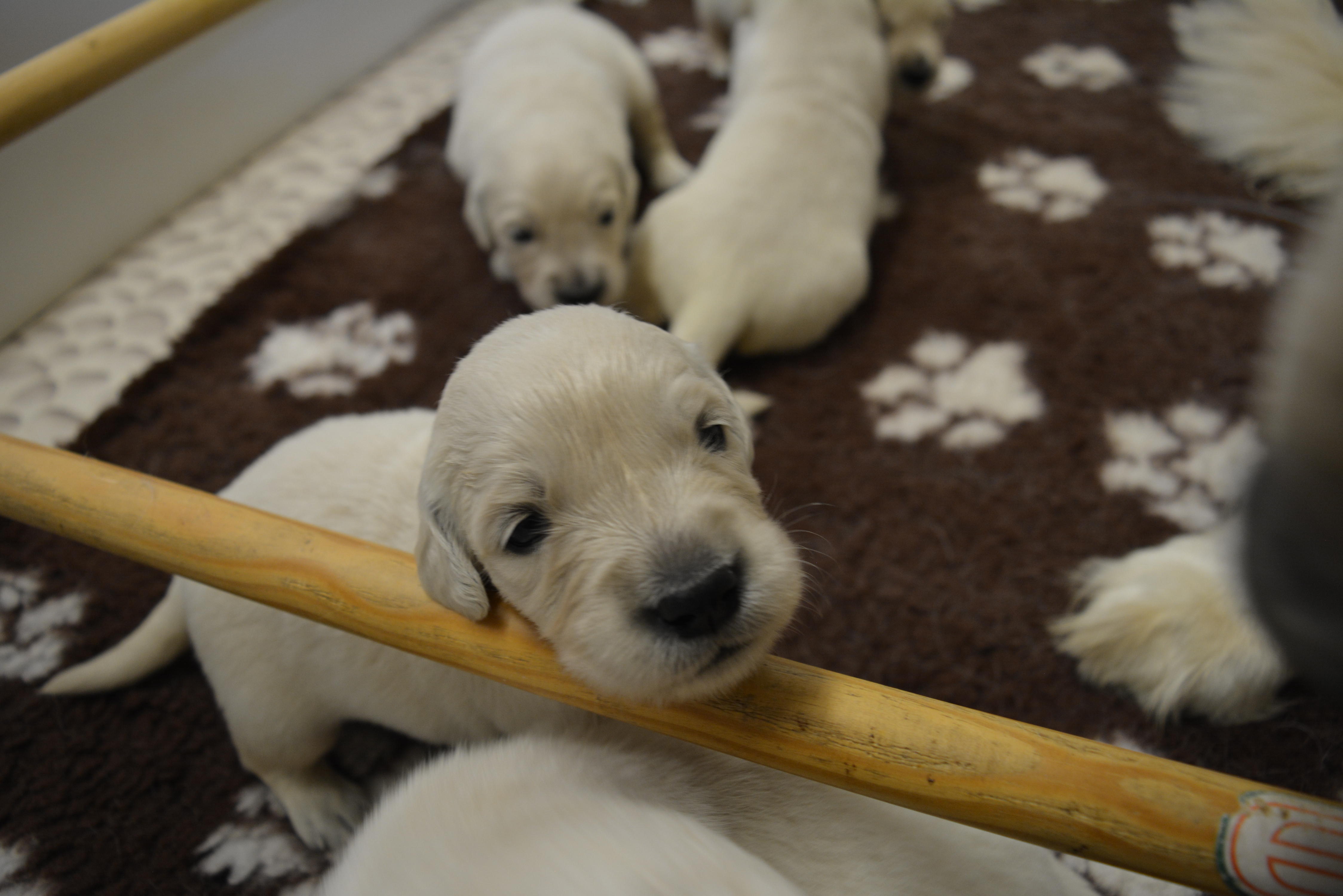 Les chiots à 18 jours
