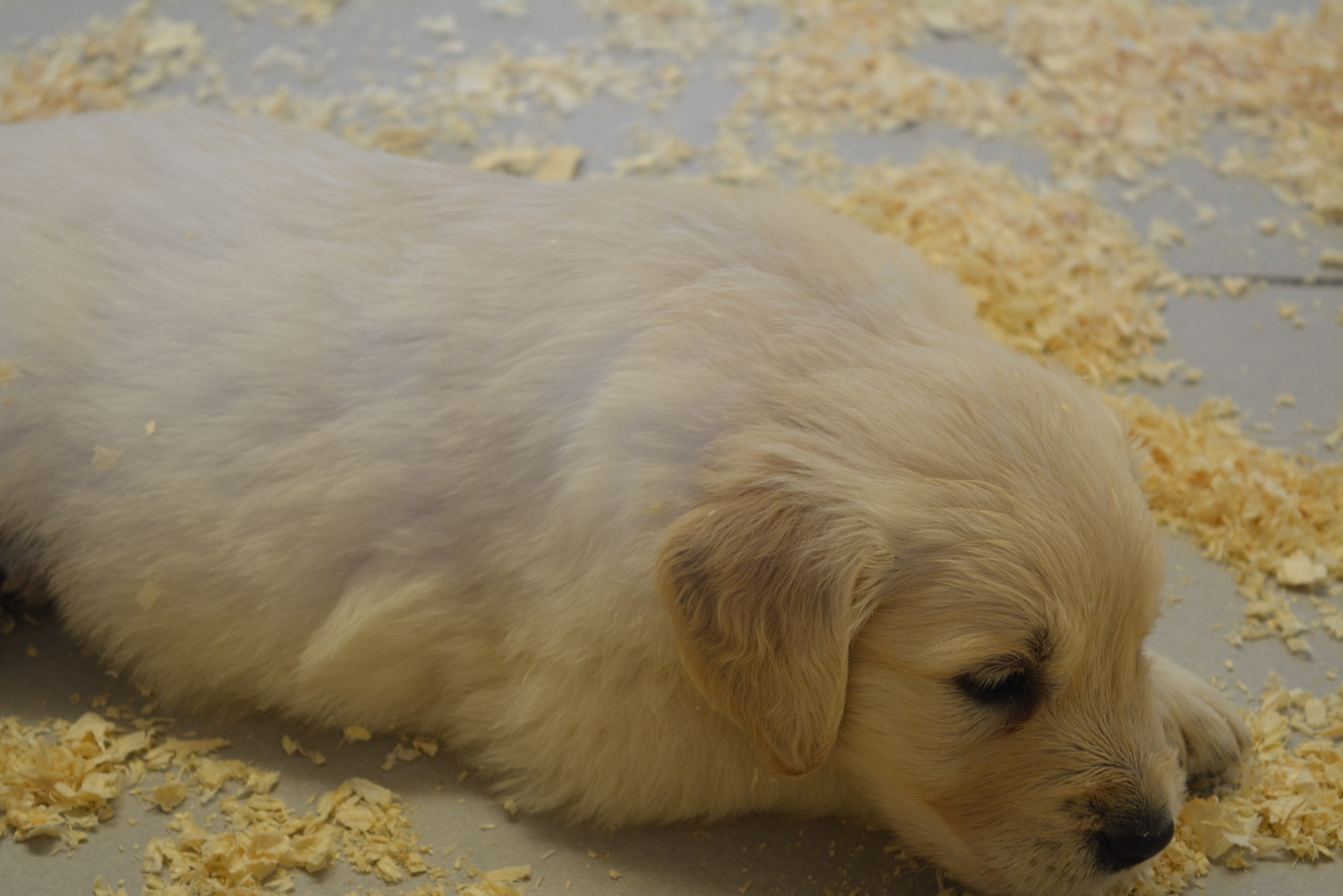 Les chiots à 37 jours